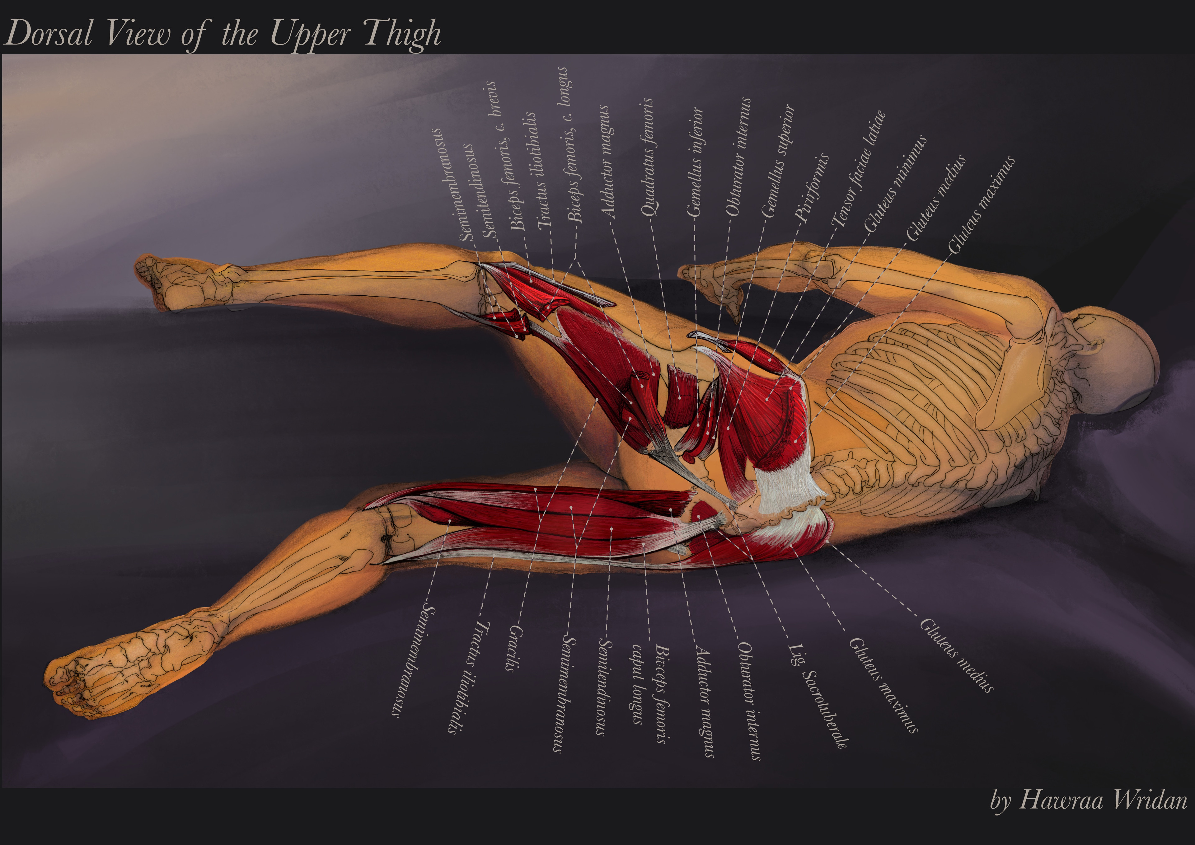 Labeled muscles of the hip and upper thighs of the painting using a radial layout for the labels around the model's body.