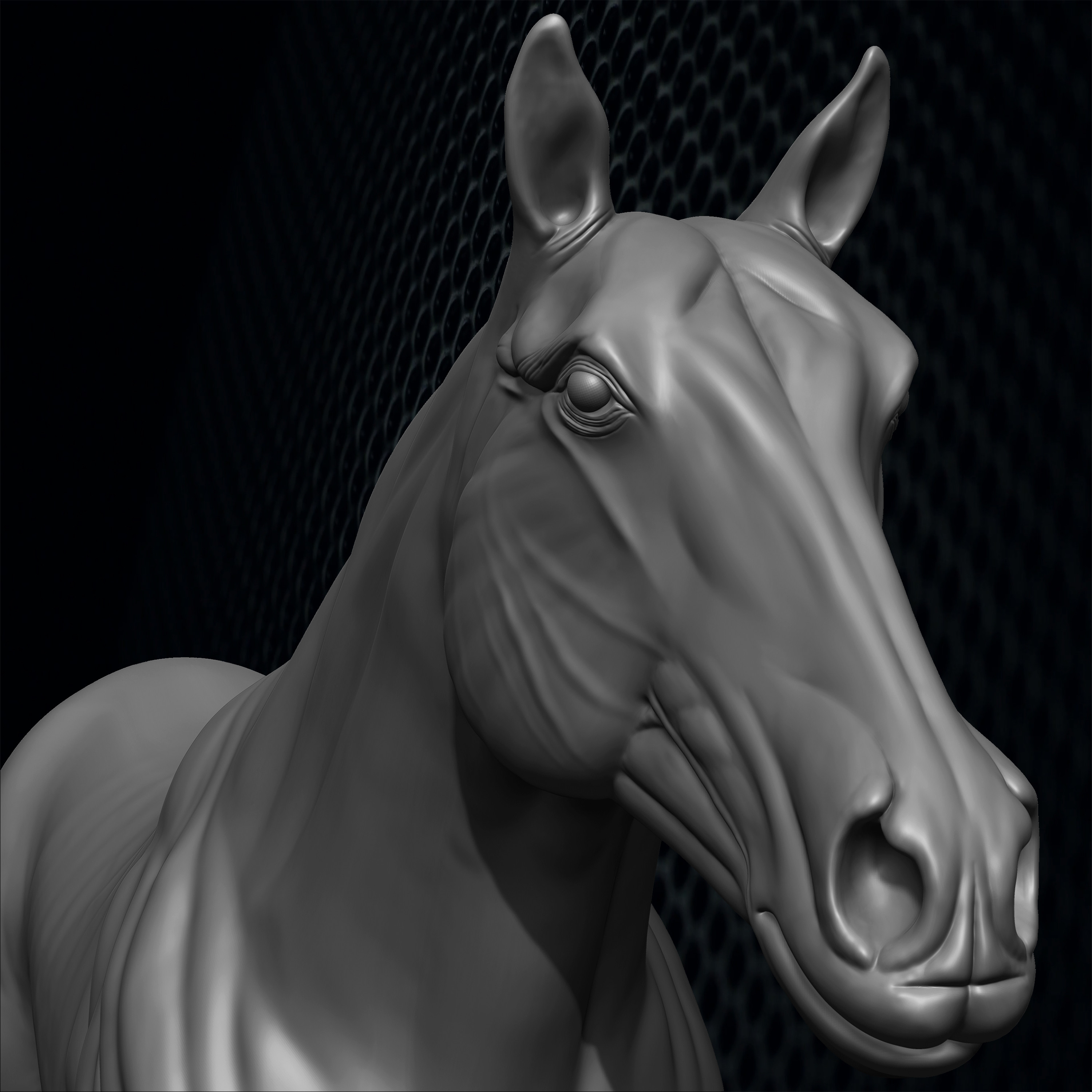 Horse anatomy Basemesh 3D Model sculpted by Yacine BRINIS 003