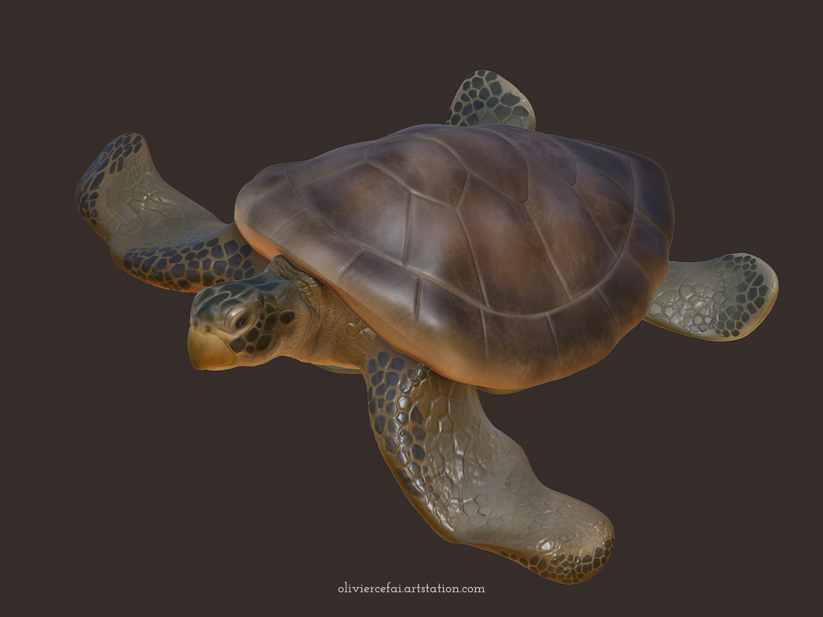 "Caret" turtle modeled from photography