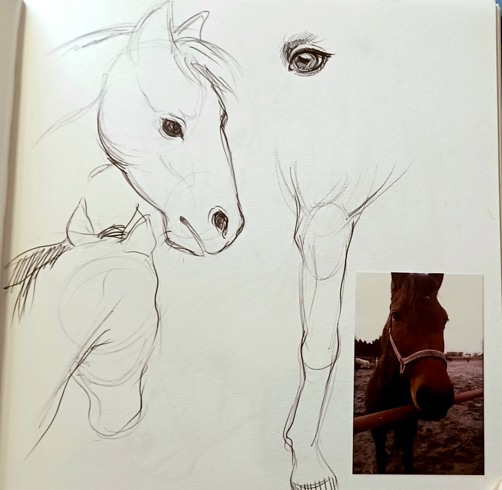 Project: Drawing animals (sketches from life and from photos)
