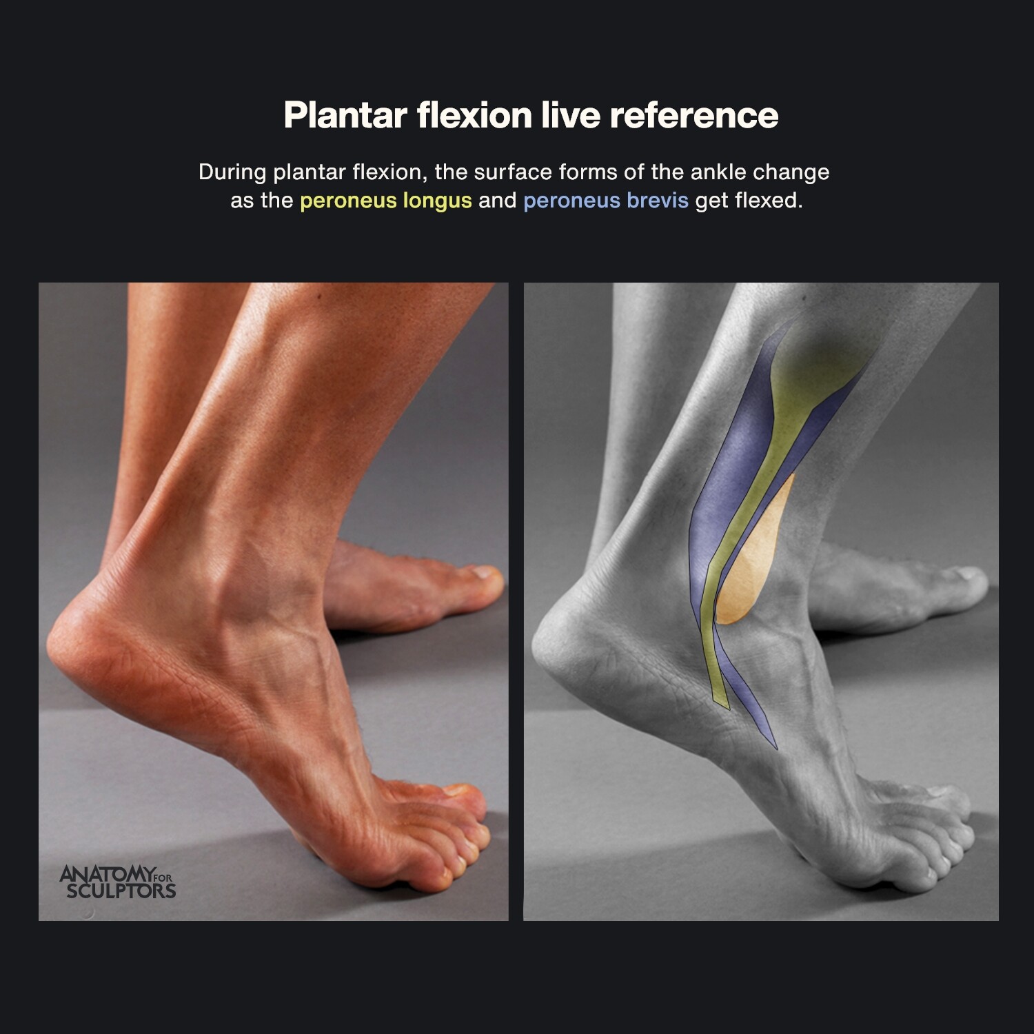 ArtStation - Plantar flexion
