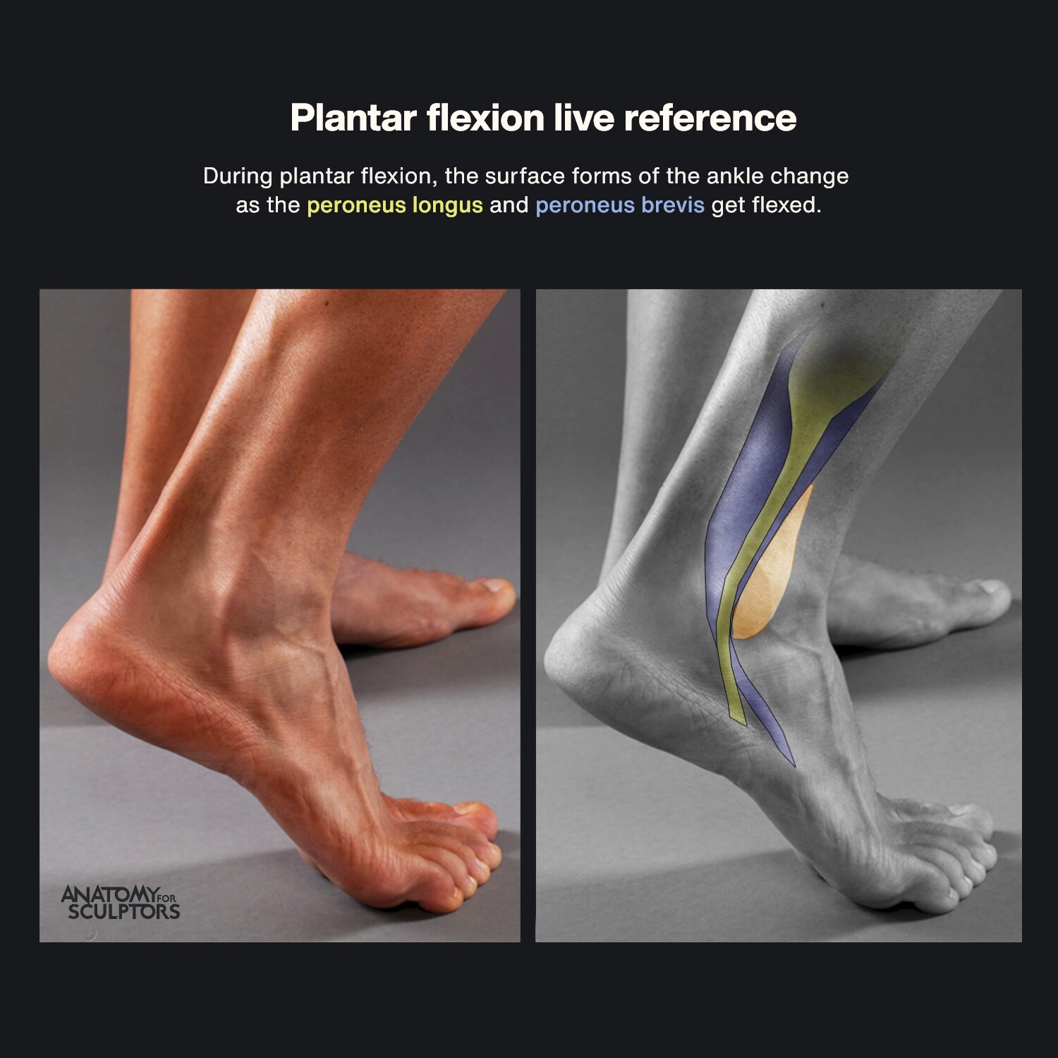Plantar Flexion Anatomy