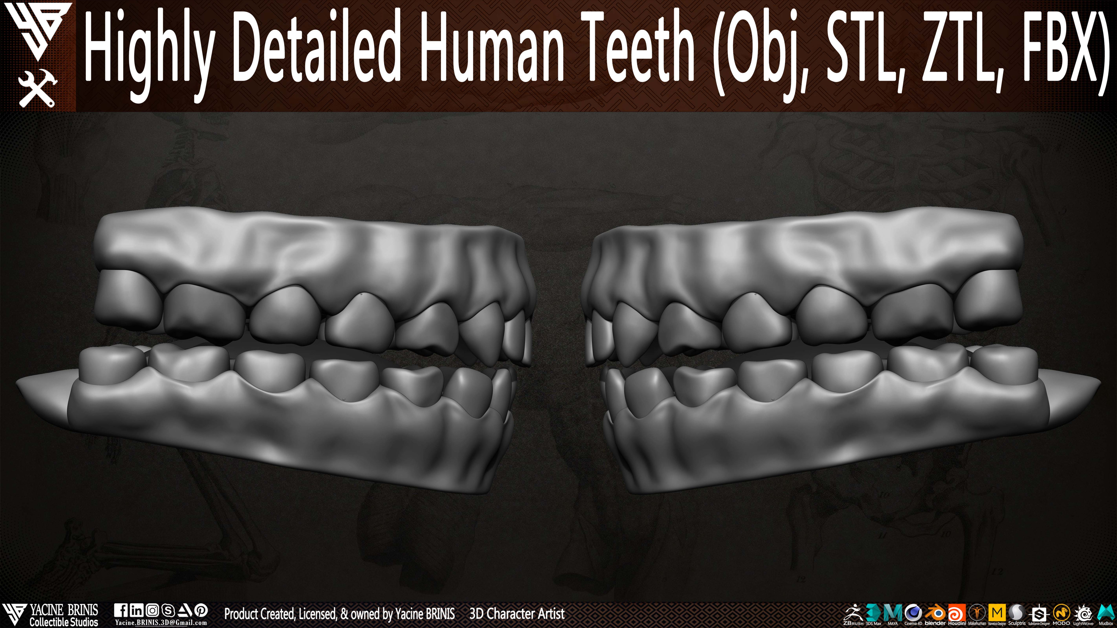 Highly Detailed Human Teeth sculpted by Yacine BRINIS 003