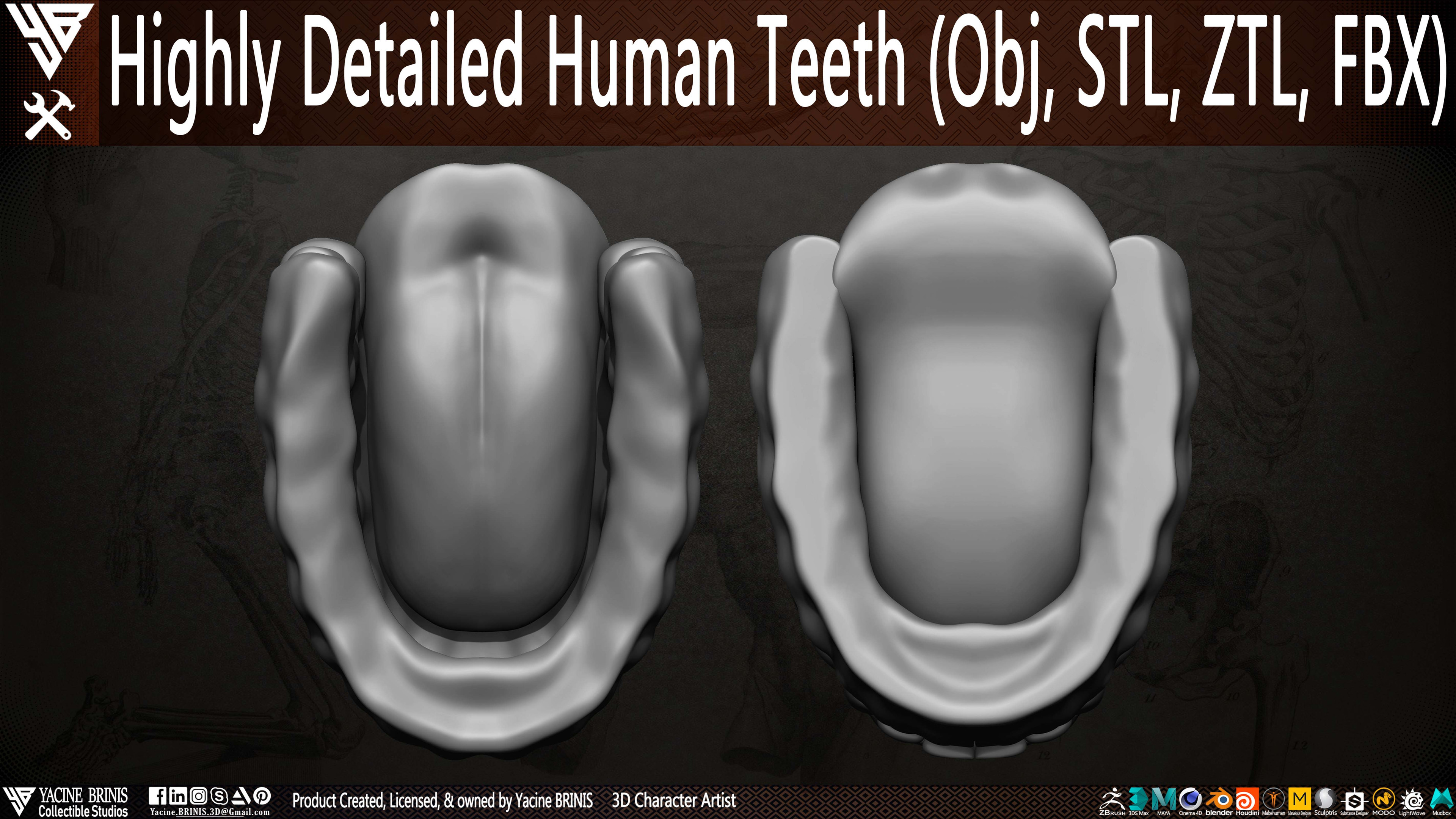 Highly Detailed Human Teeth sculpted by Yacine BRINIS 004