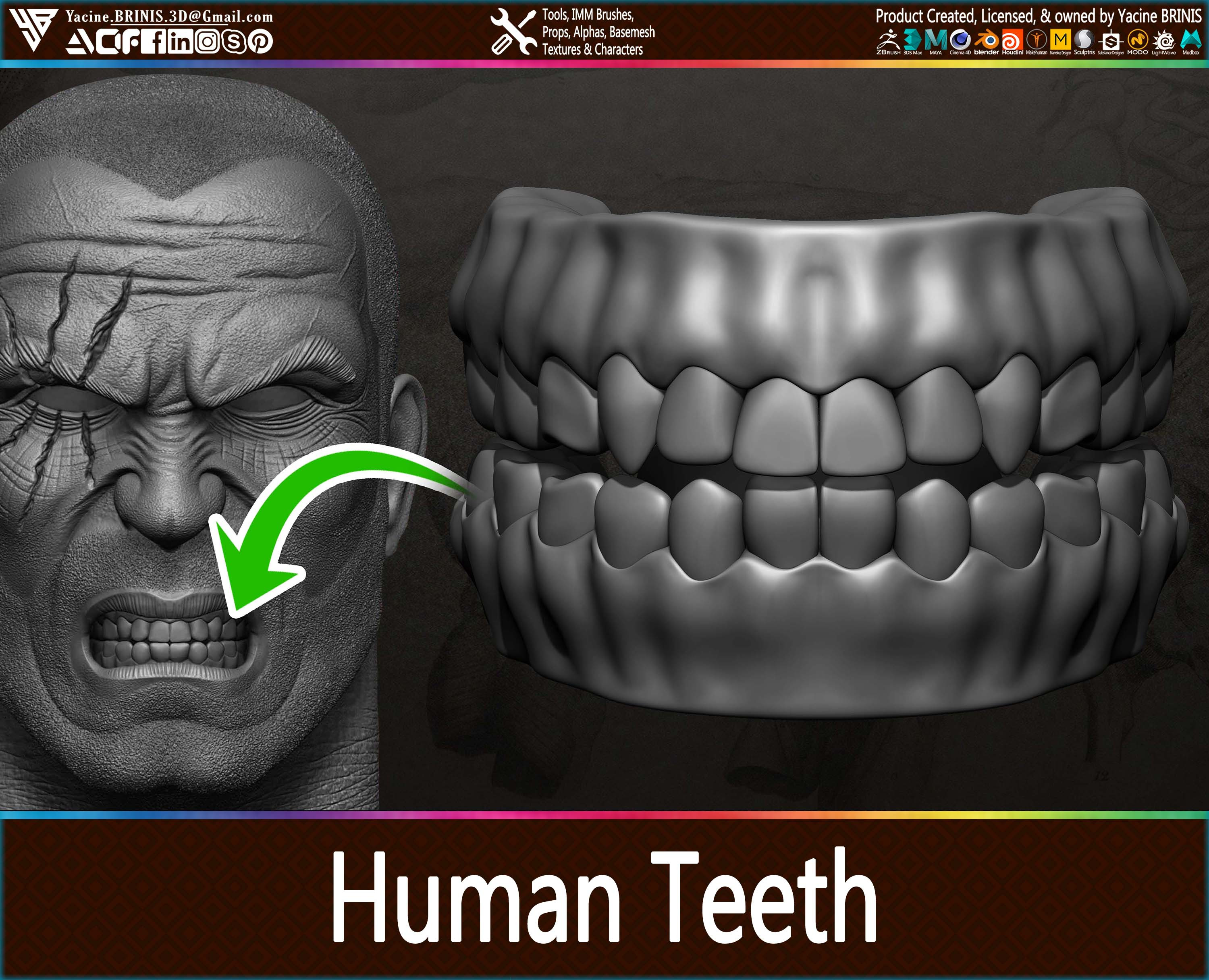 Highly Detailed Human Teeth sculpted by Yacine BRINIS 005