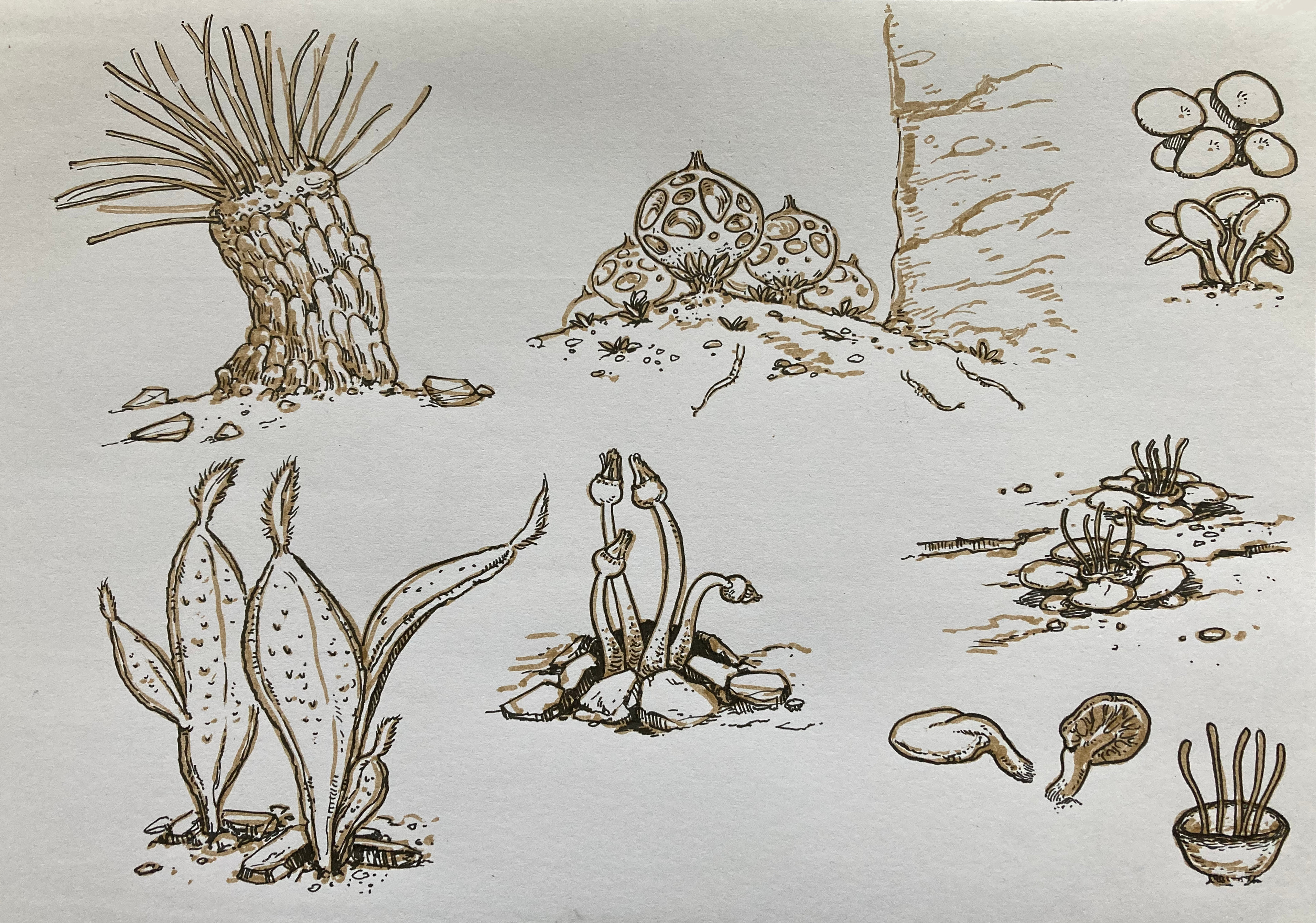 Original plant drawings with a thick and a thin brush pen on paper