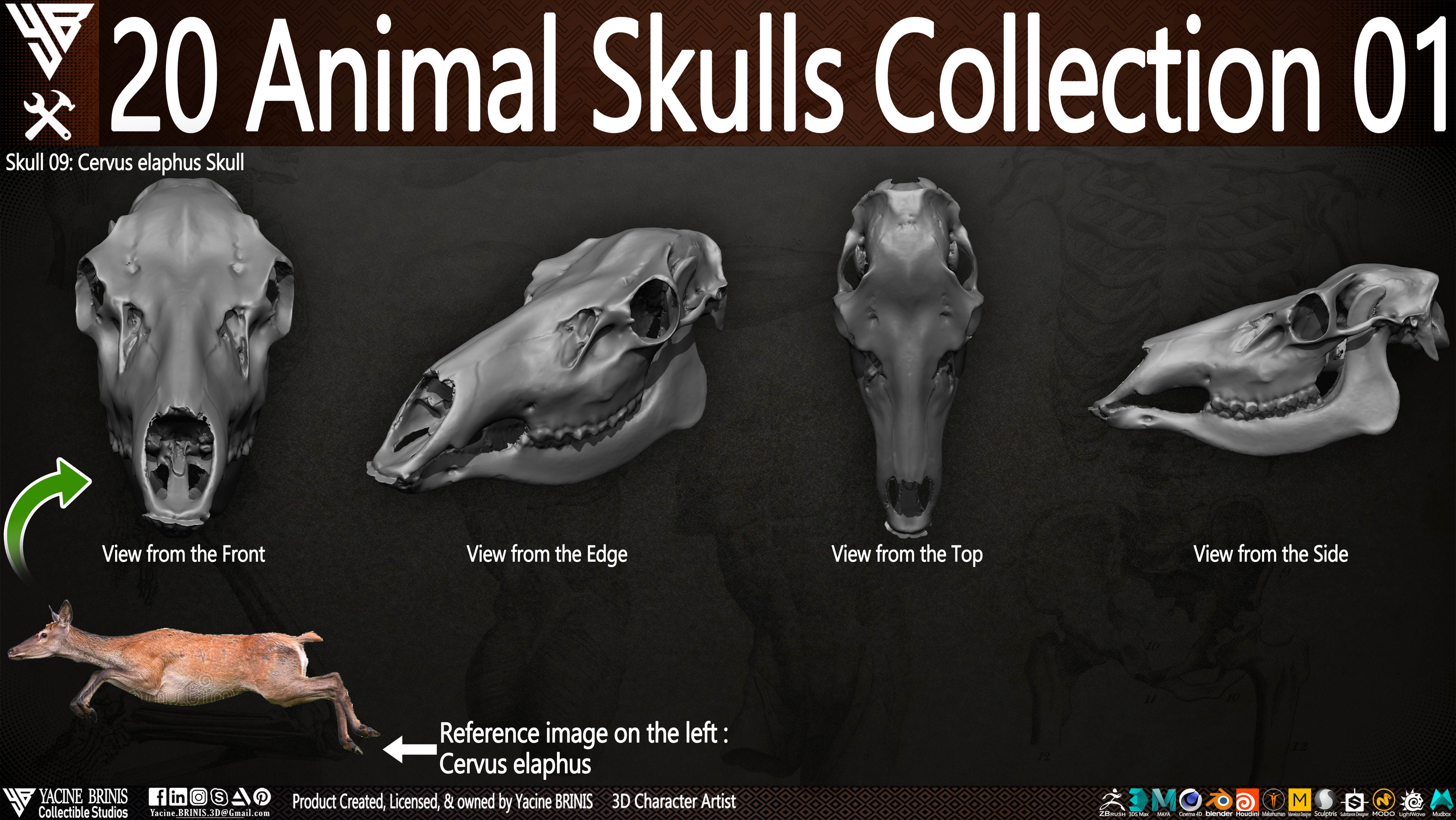 20 Animal Skulls Collection 03 By Yacine BRINIS Set 016