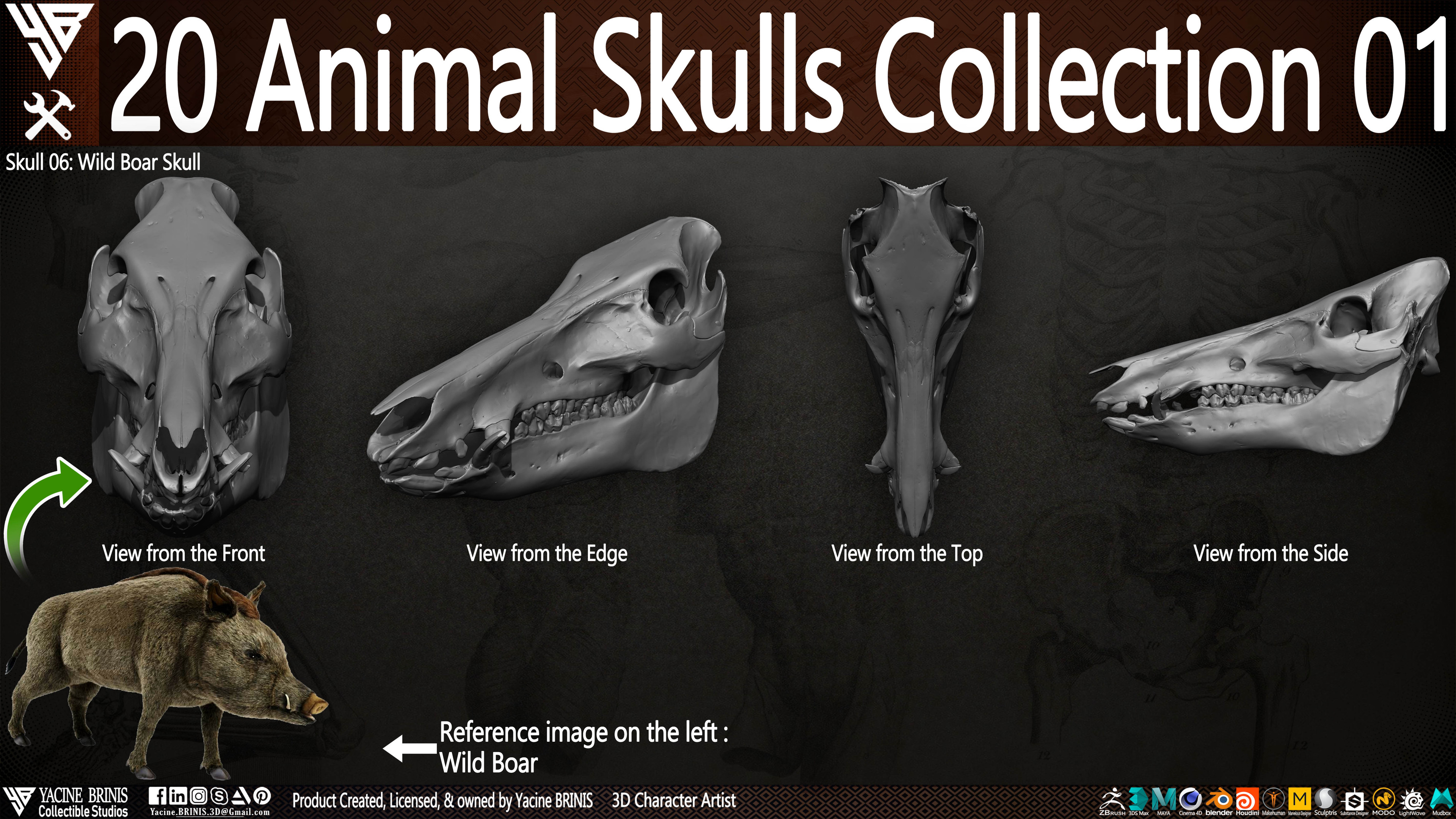 20 Animal Skulls Collection 03 By Yacine BRINIS Set 019