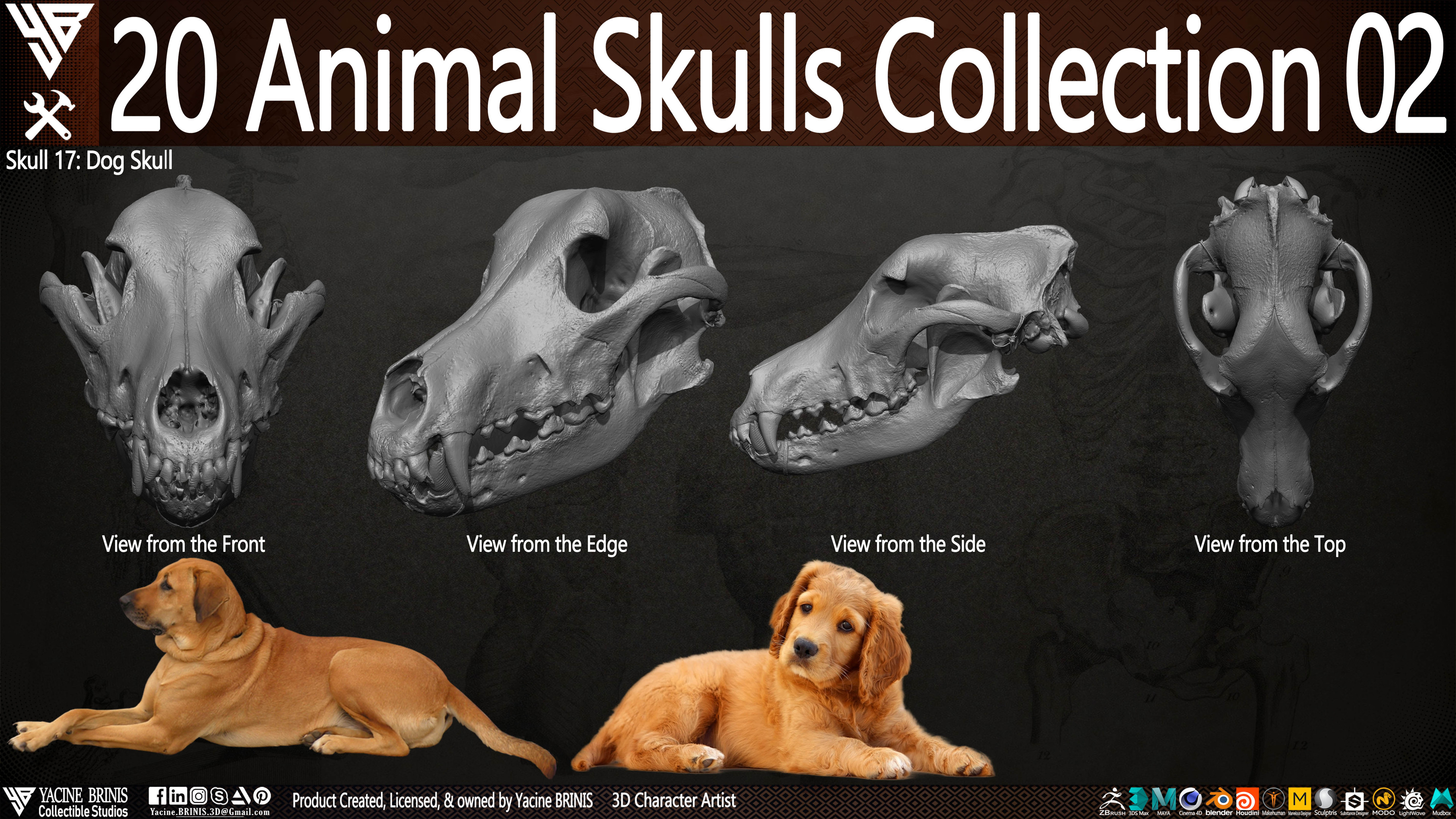 20 Animal Skulls Collection 03 By Yacine BRINIS Set 048