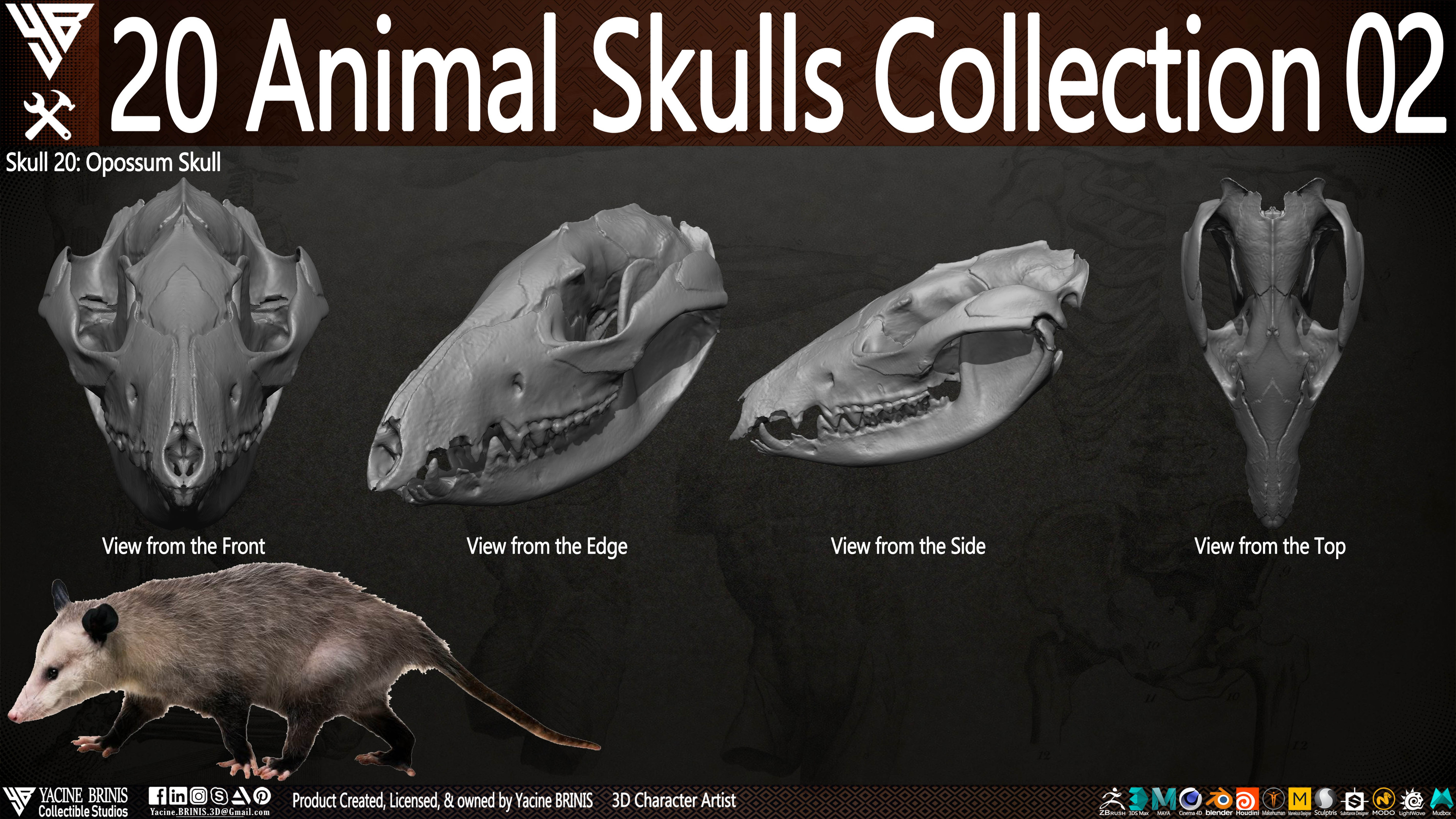 20 Animal Skulls Collection 03 By Yacine BRINIS Set 051