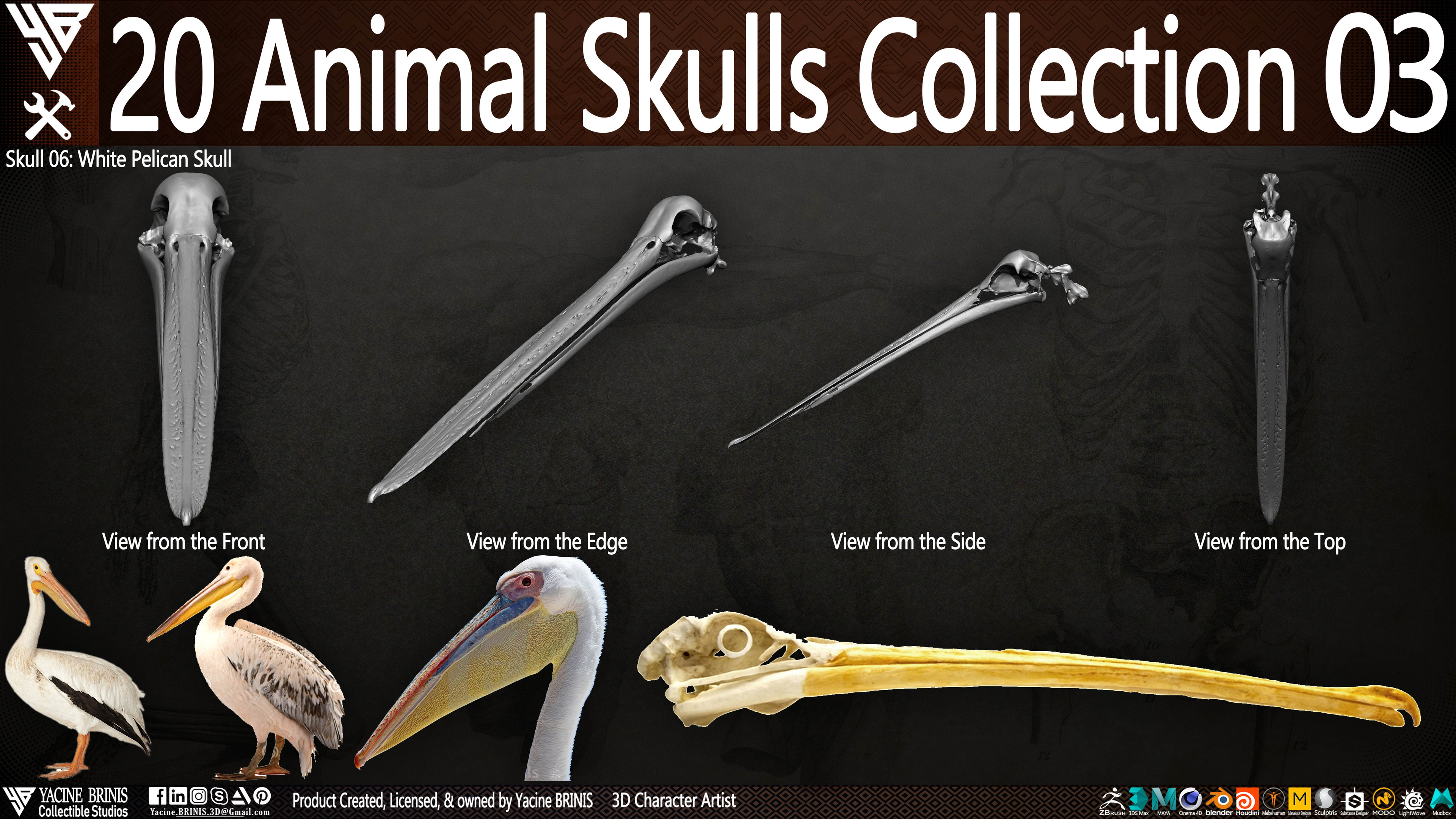 20 Animal Skulls Collection 03 By Yacine BRINIS Set 062