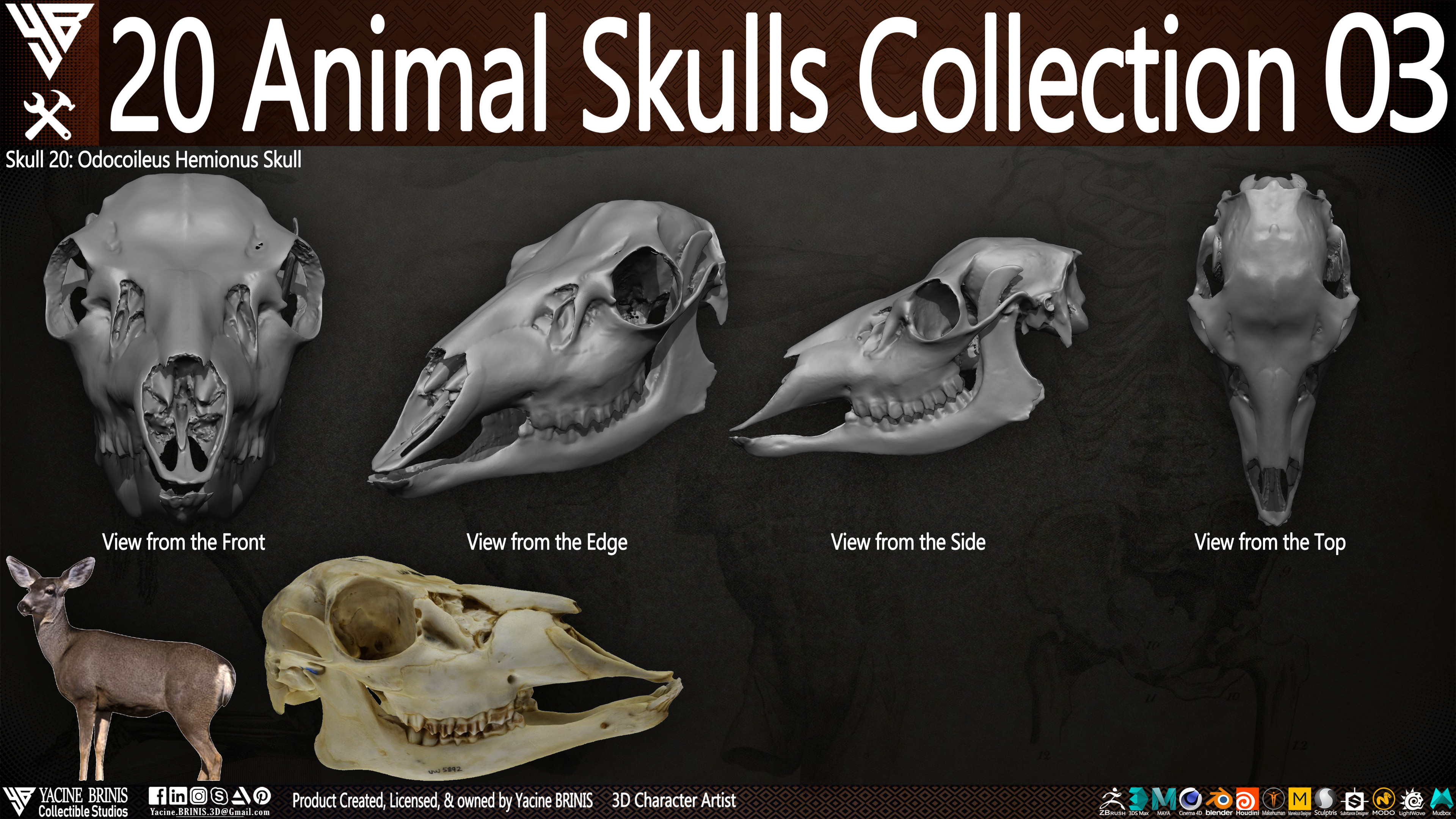 20 Animal Skulls Collection 03 By Yacine BRINIS Set 075