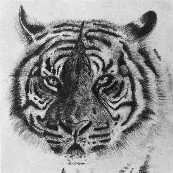 Realistic Tiger Drawing With Charcoal Pencil Only🤩 - YouTube