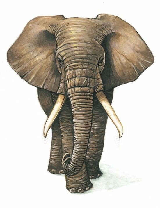 272 Africa elephant safari Hunt 6 pcs CNC 3D model in STL format ArtCAM 