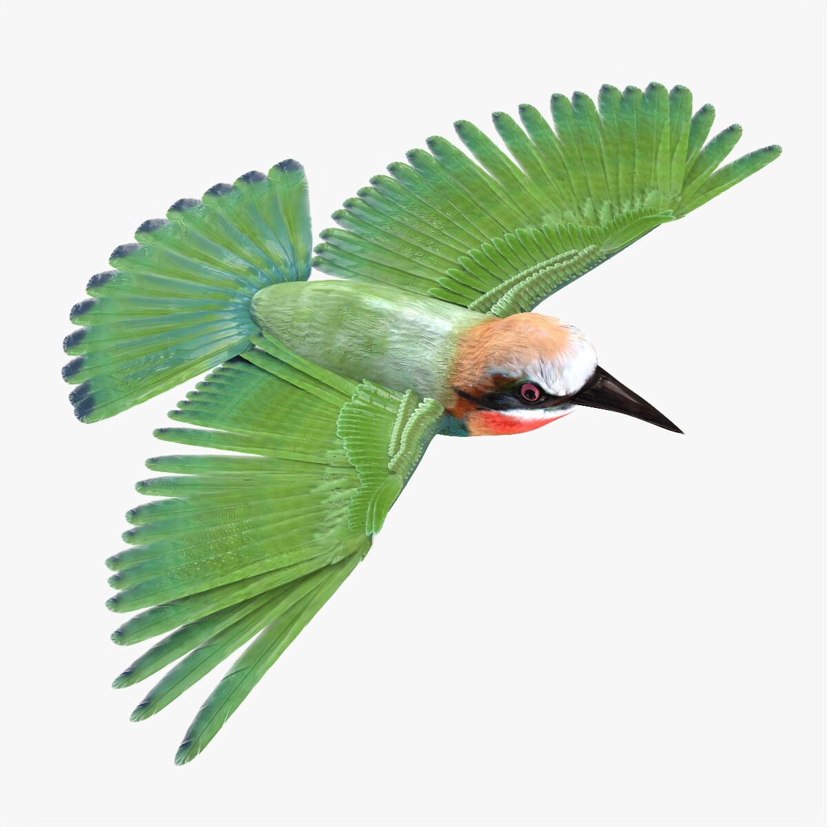 Bird transparent : 36 168 images, photos de stock, objets 3D et images  vectorielles