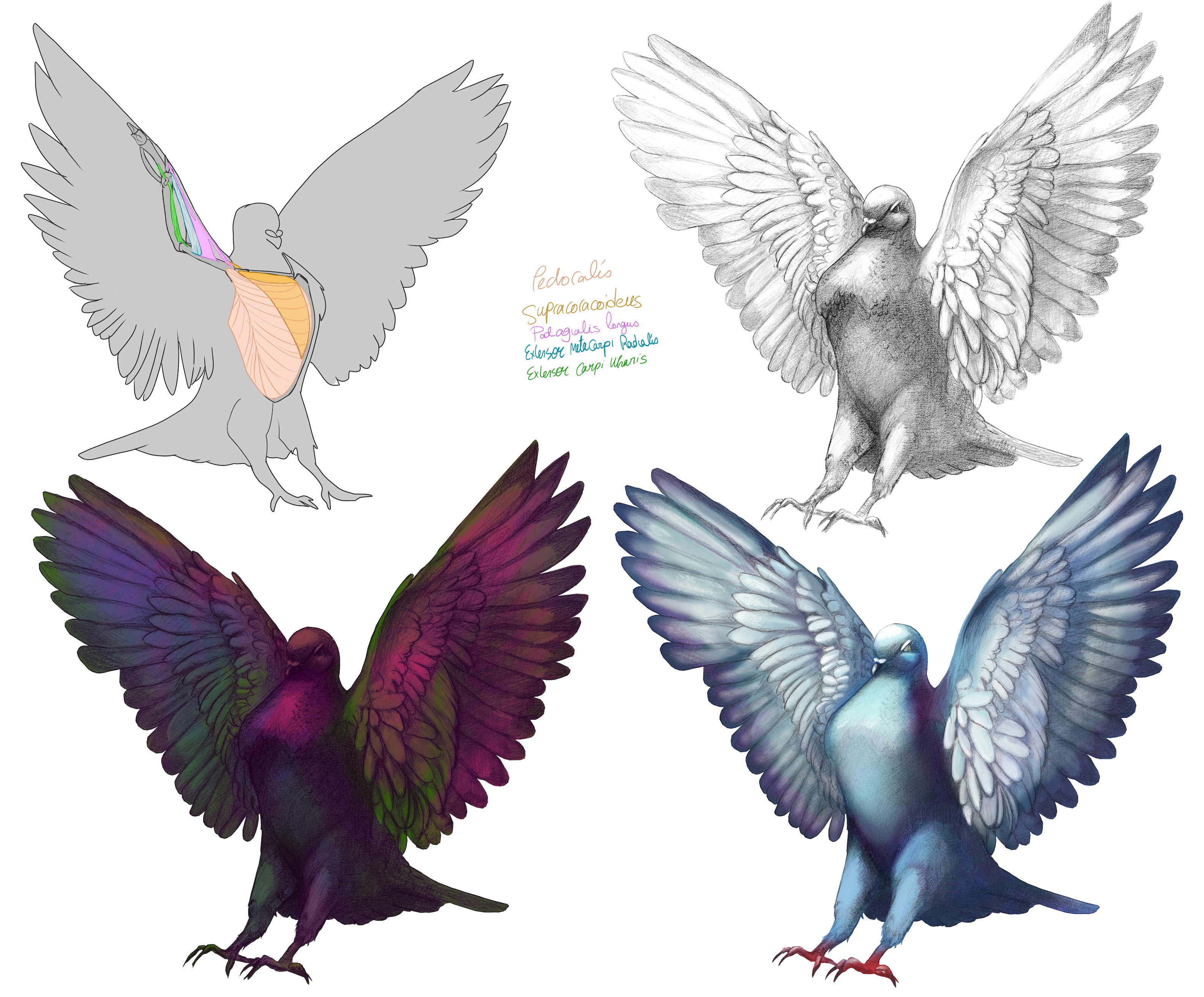 Main bird illustration, pencil graphite, funky edition, and final coloured version