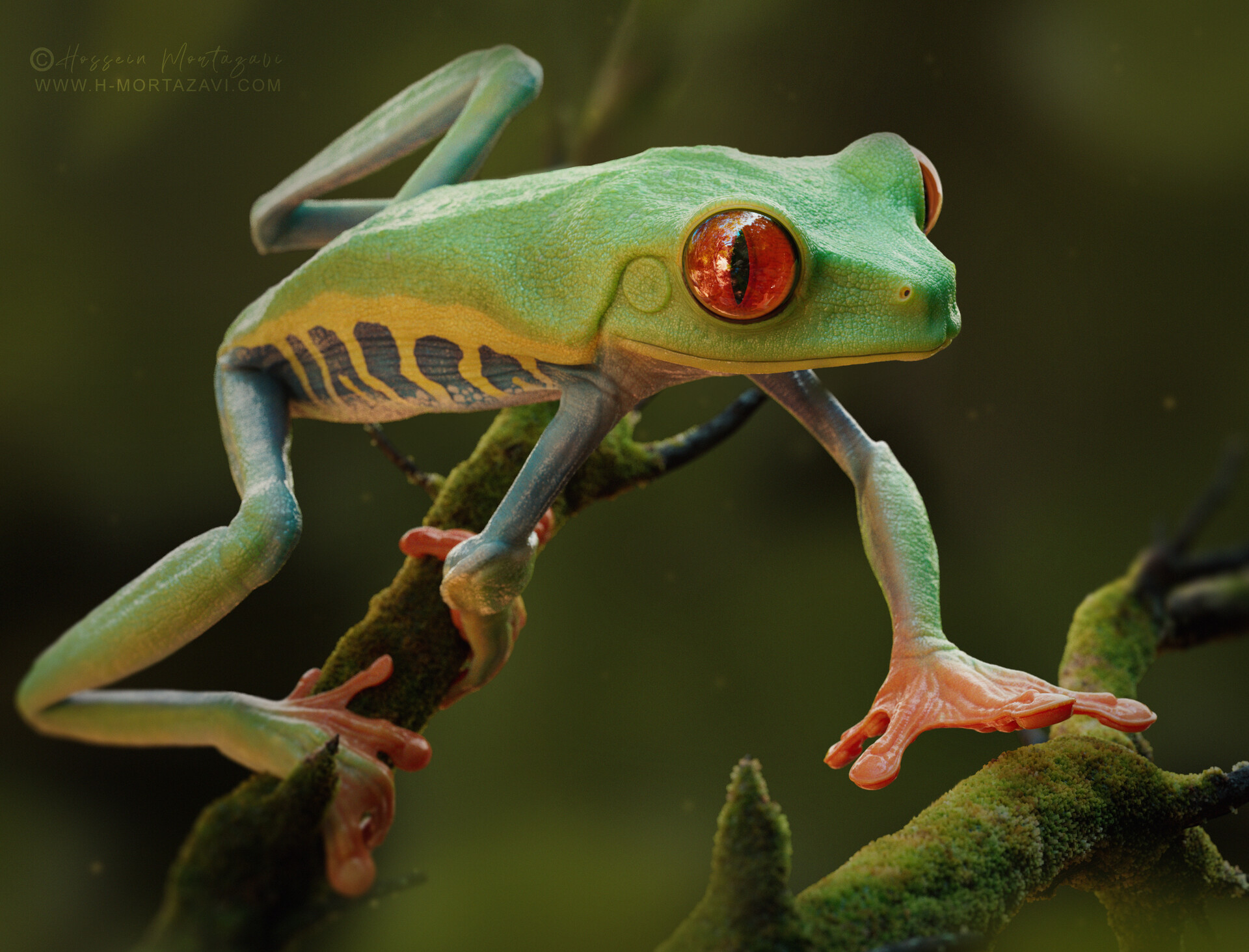 ArtStation - Red-Eyed Tree Frog