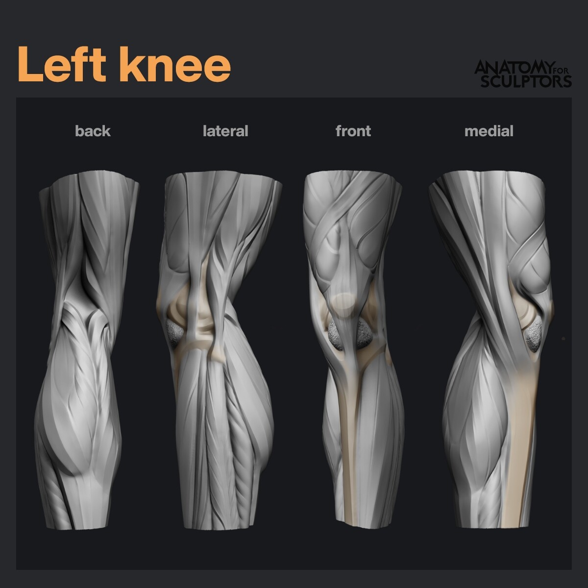 Anatomy For Sculptors Left Knee