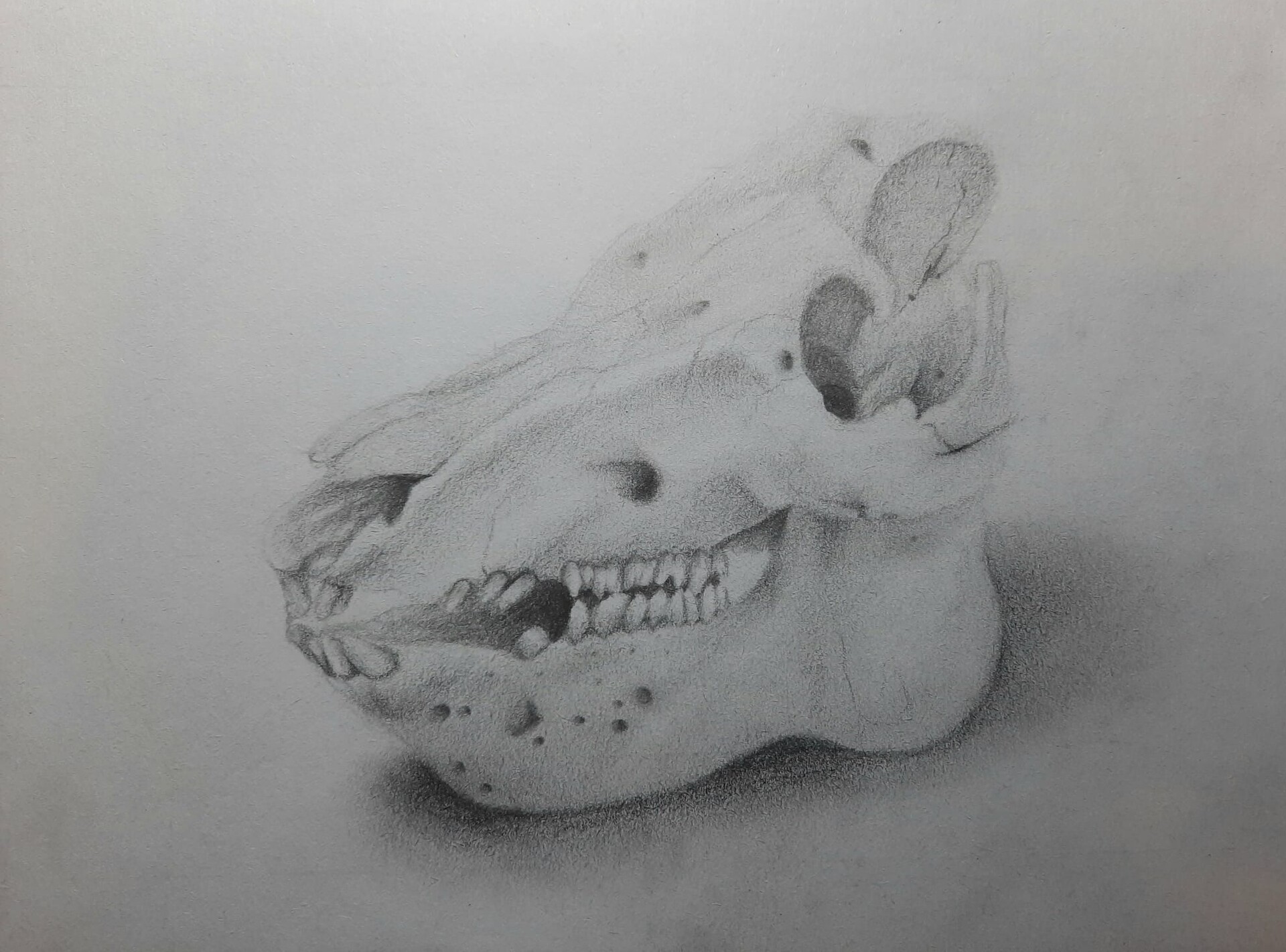 ArtStation - Pig skull