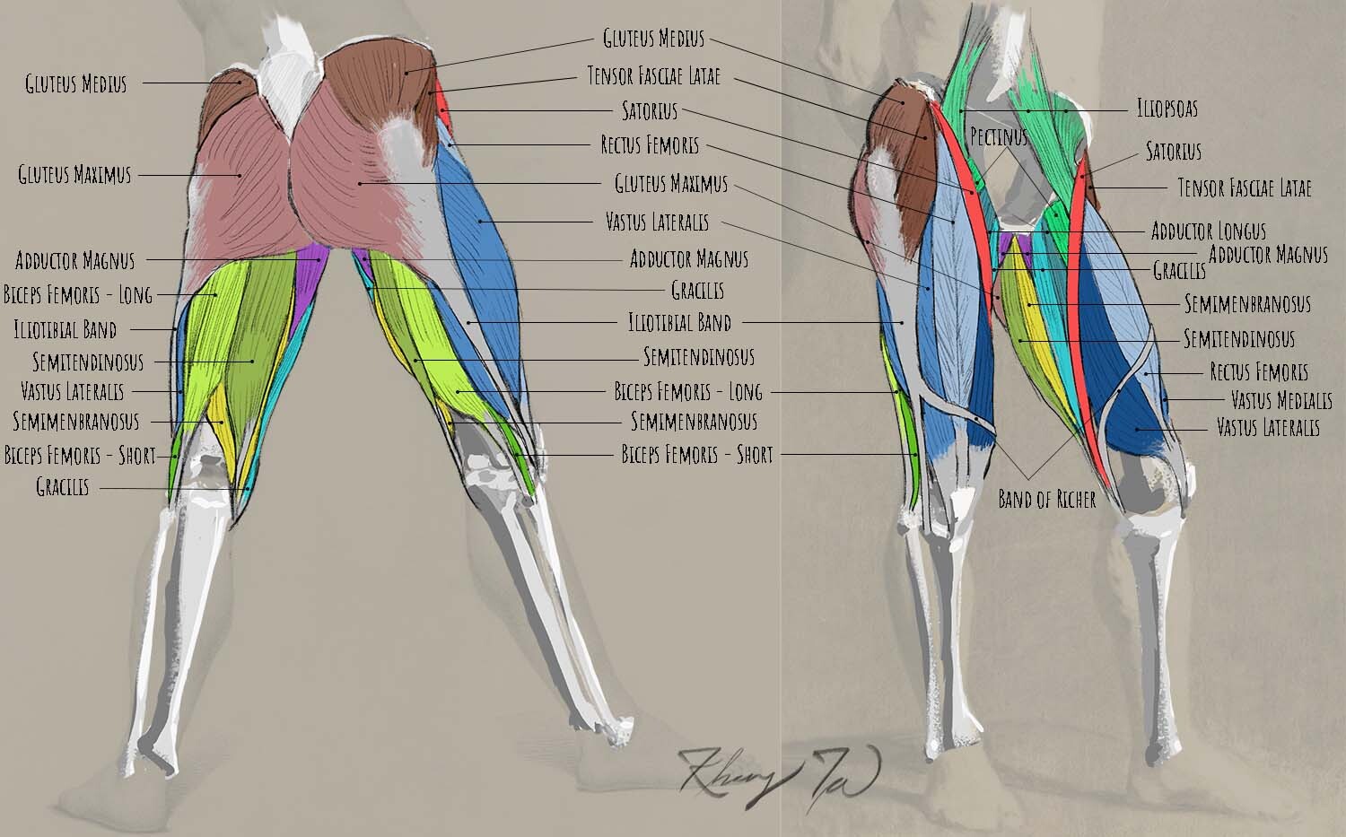Thigh and Gluteal Muscles