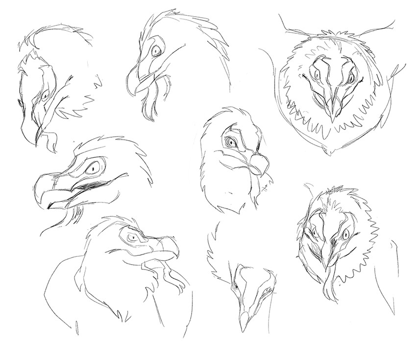 Bearded vulture head studies