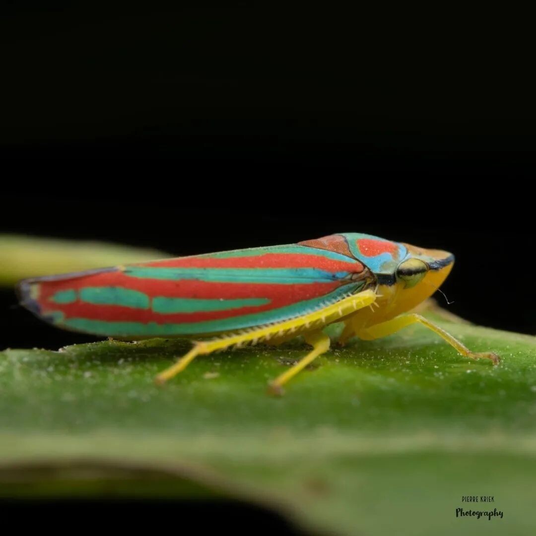 The reference- Leafhopper