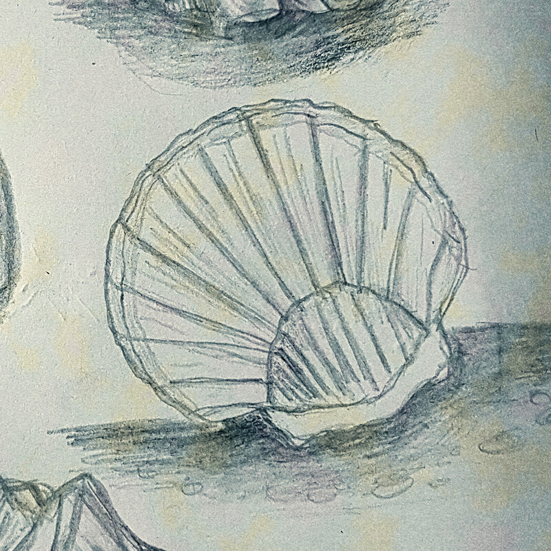 A Seashell Study