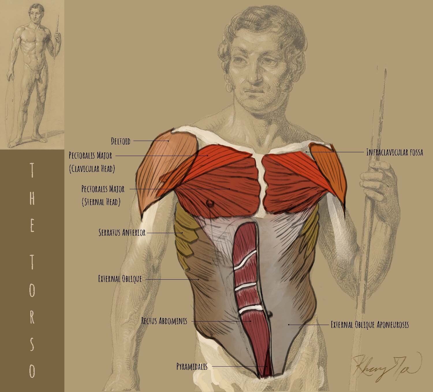 Week 4 Assignment - Human Anatomy with Rey Bustos