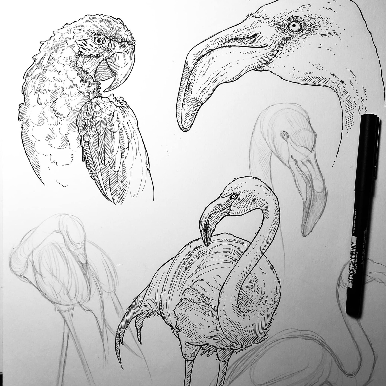 Flamingo and parrot sketches
