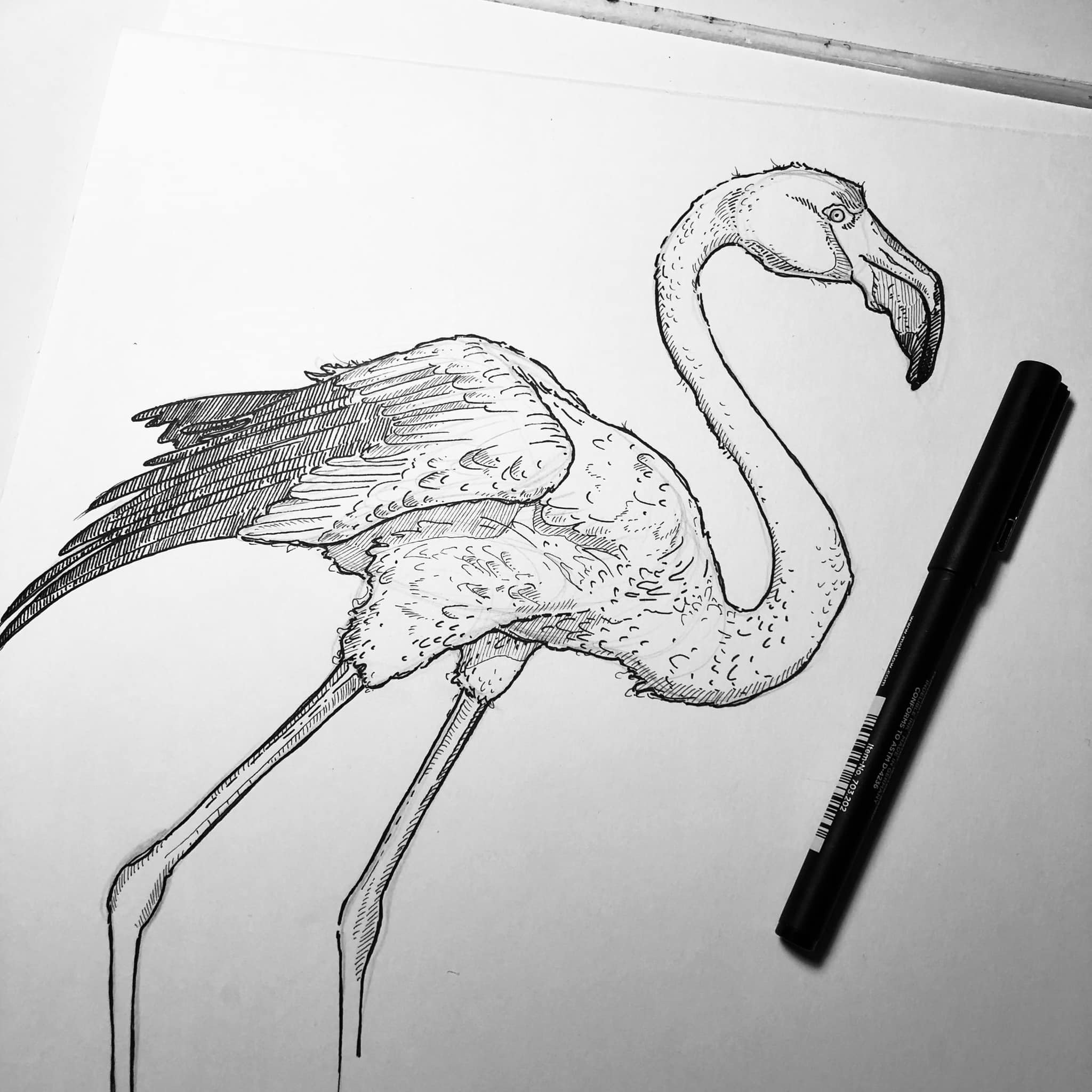 Flamingo Sketch Images - Free Download on Freepik