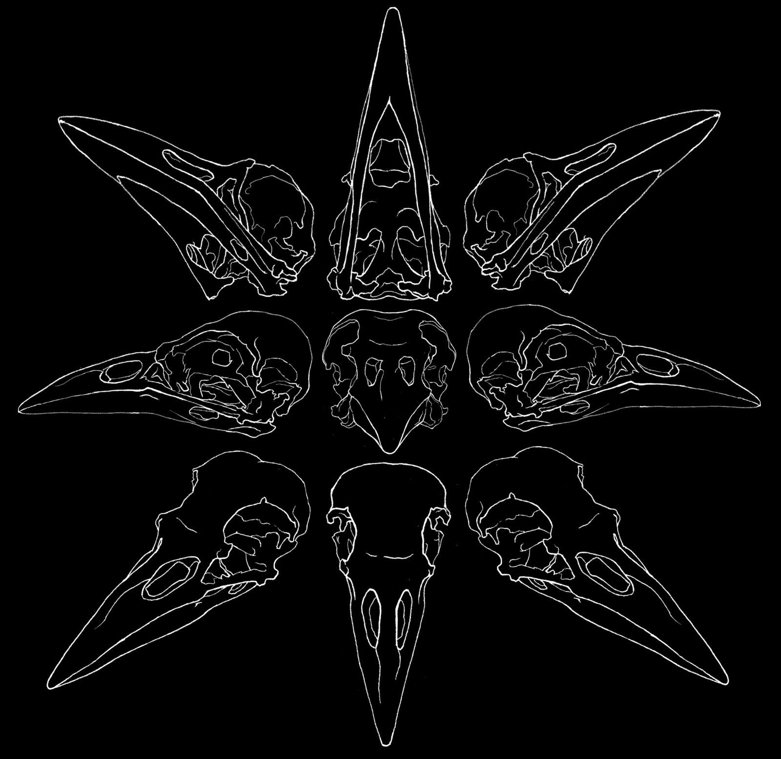 Magpie Skulls