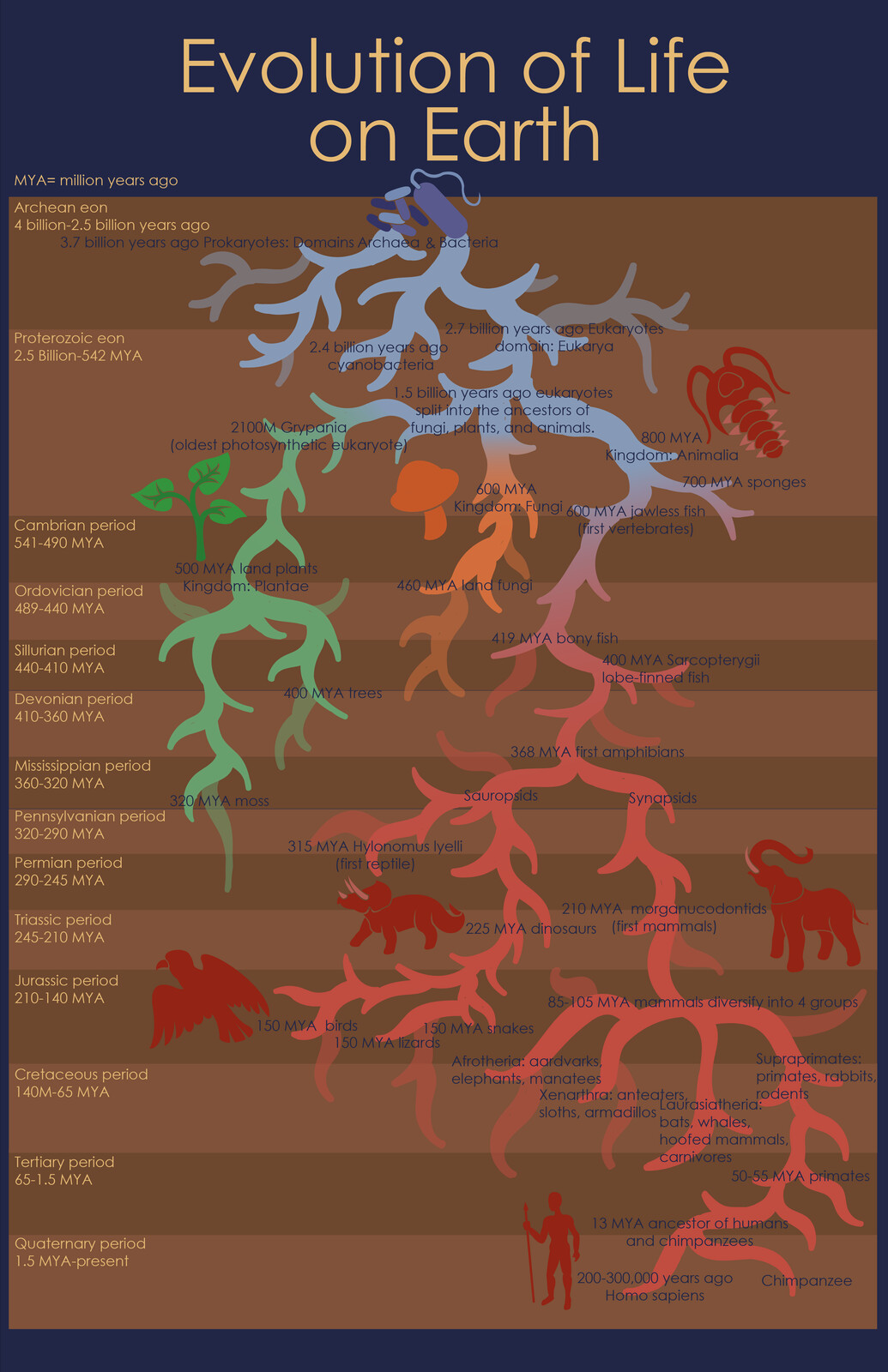 Evolution Diagram
