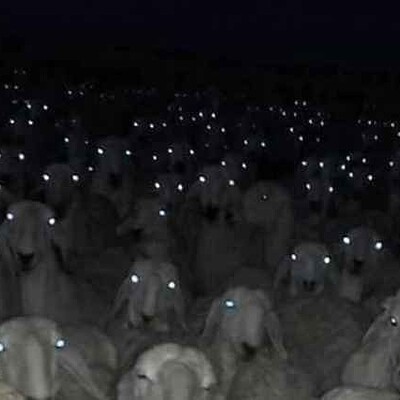 -sheep-at-night.jpg