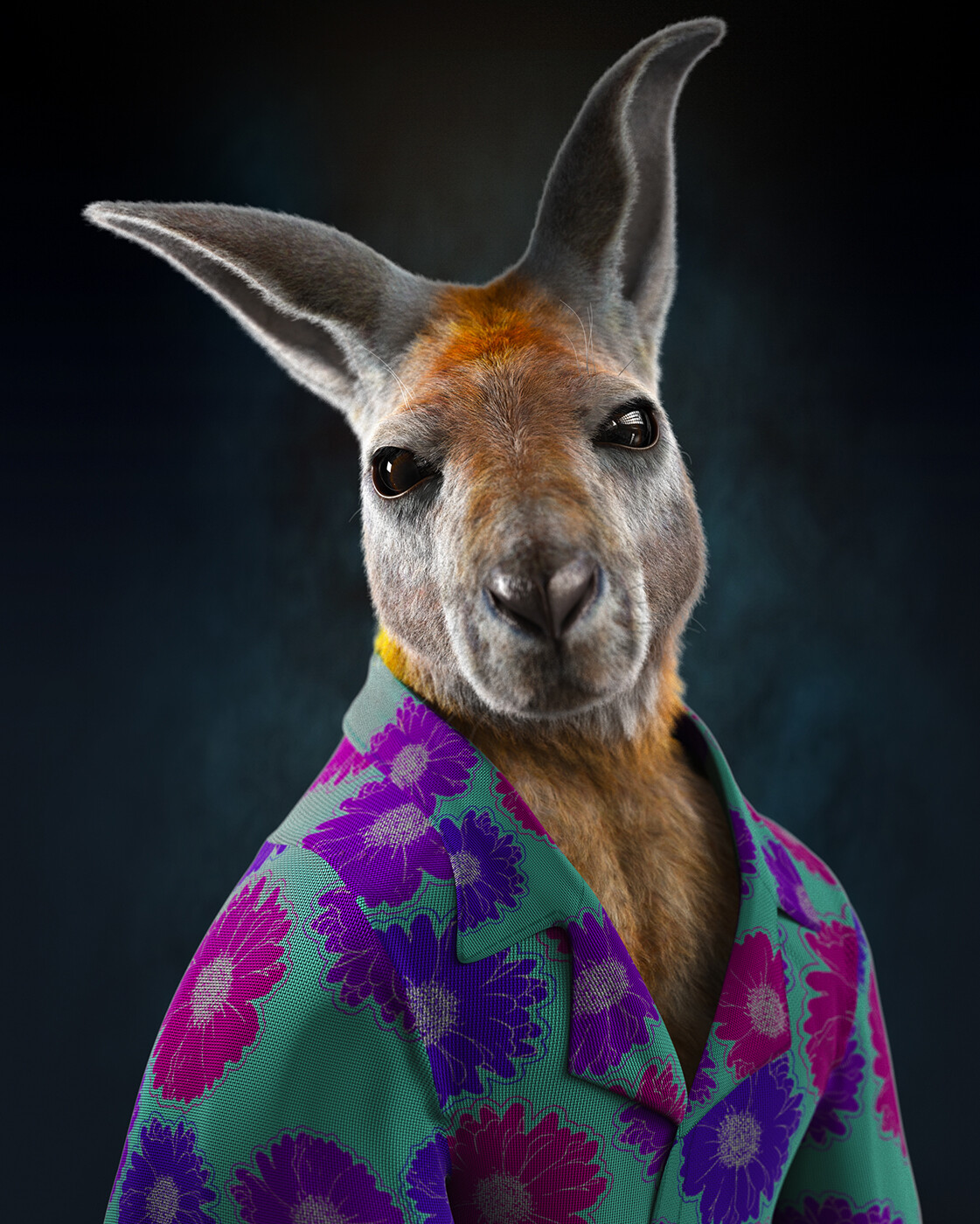 Kangaroo 