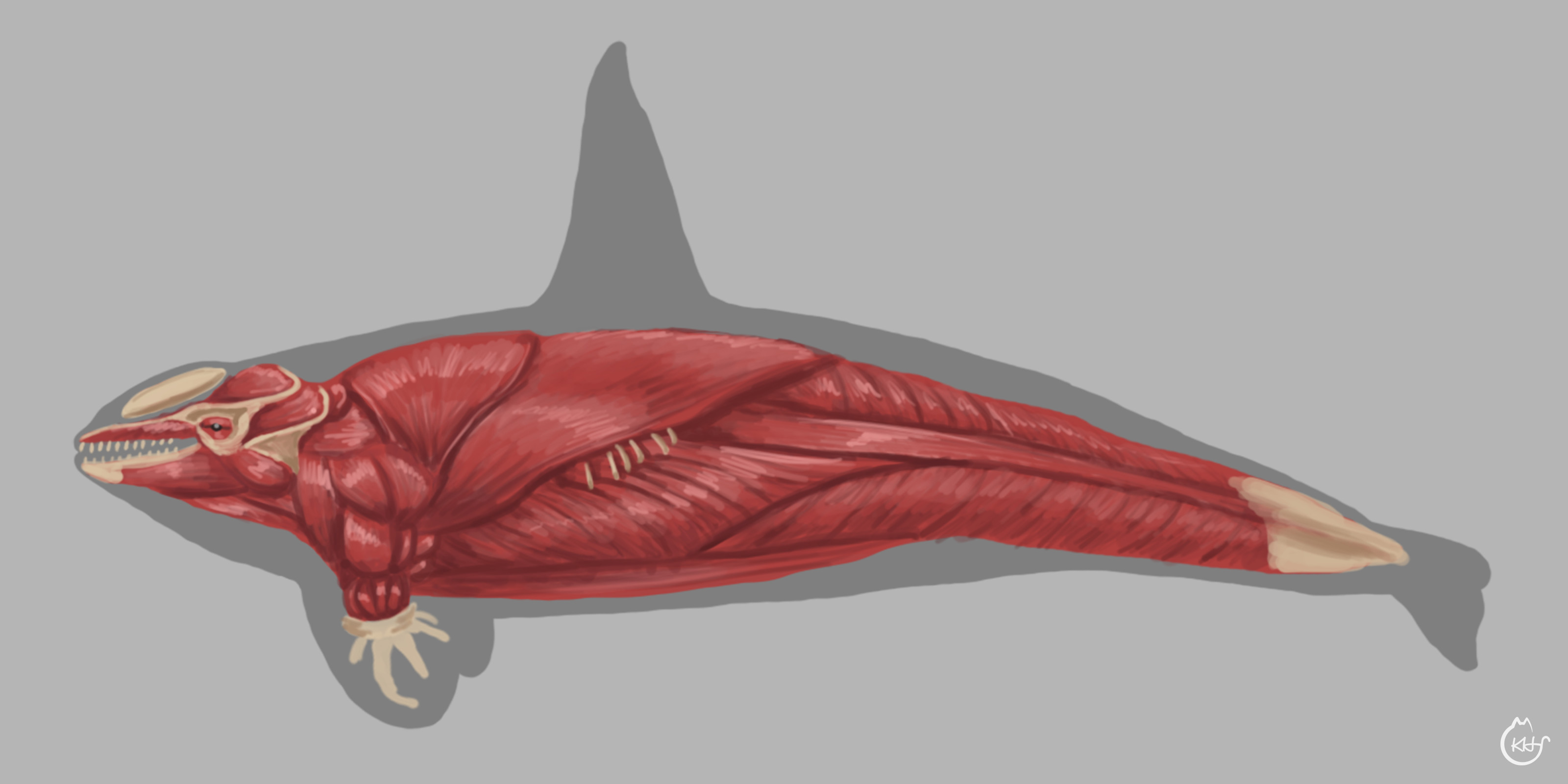 Killer Whale Skeleton Diagram