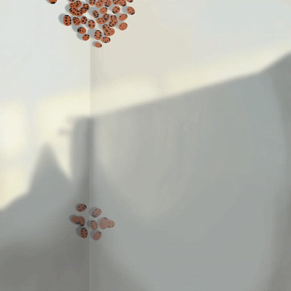 Ladybug luck