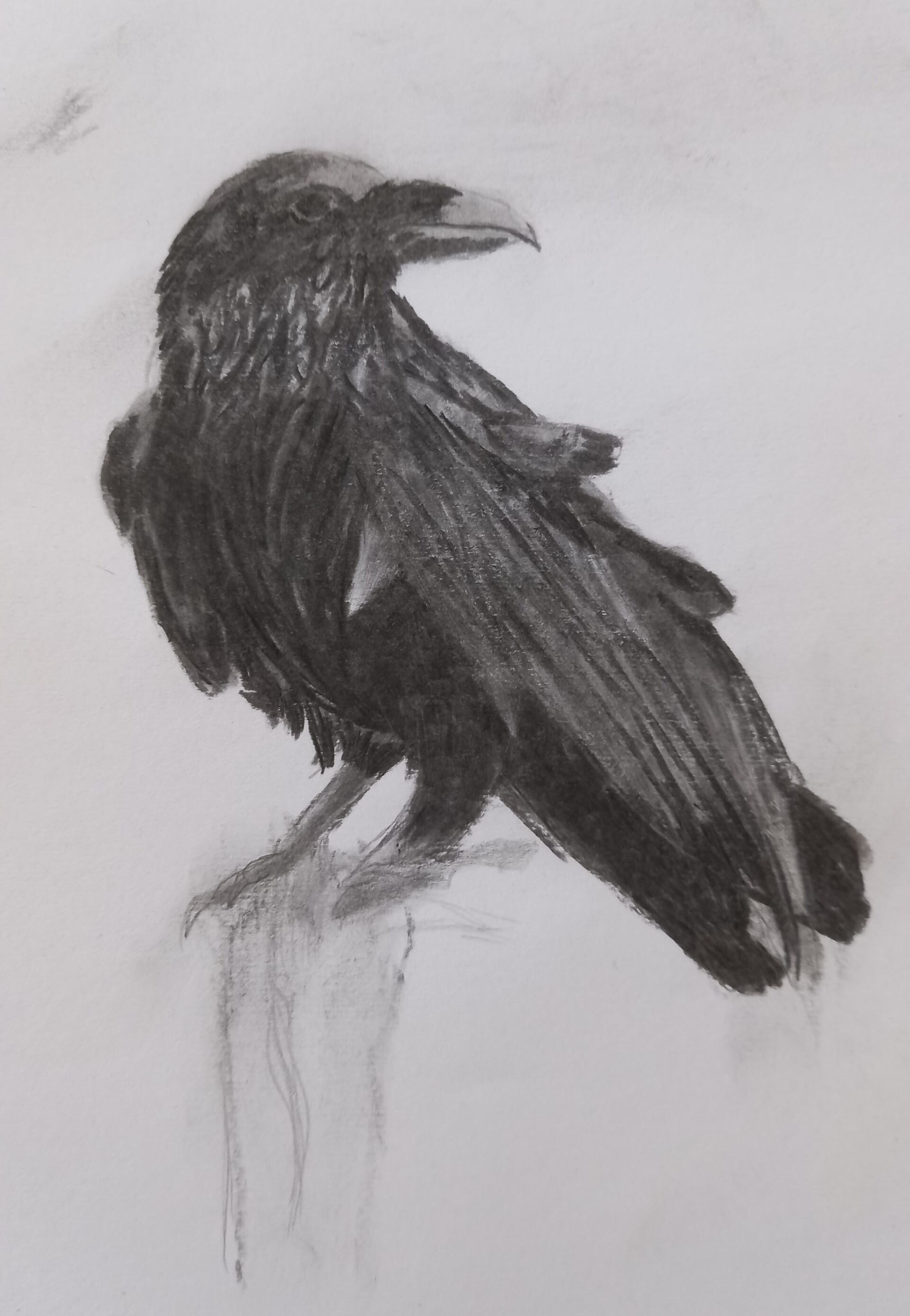 ArtStation - Charcoal Drawing of a crow