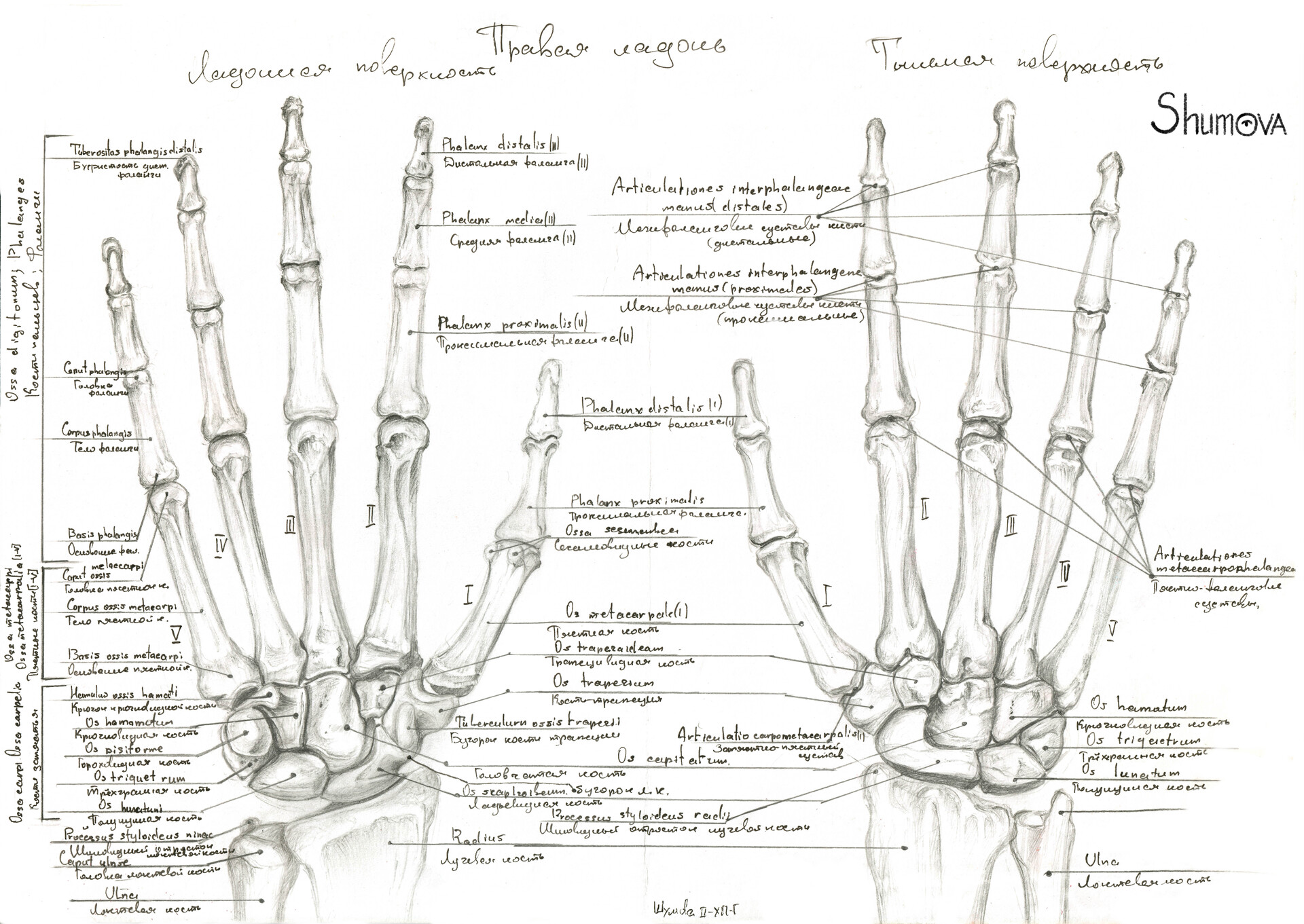 Кости кисти рисунок на руке