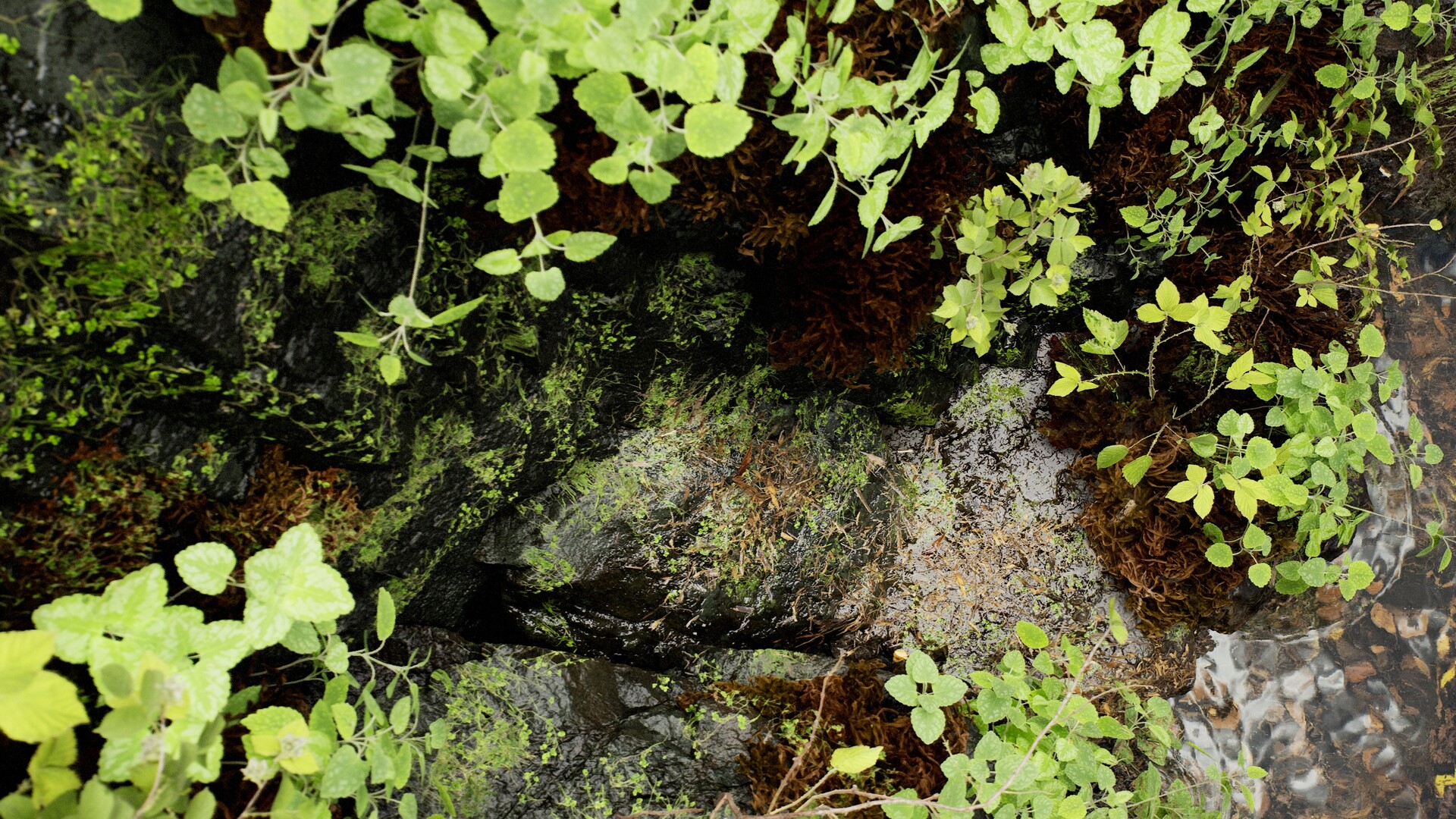 L. Torres - Cliffside Rain Garden in UNREAL ENGINE 5