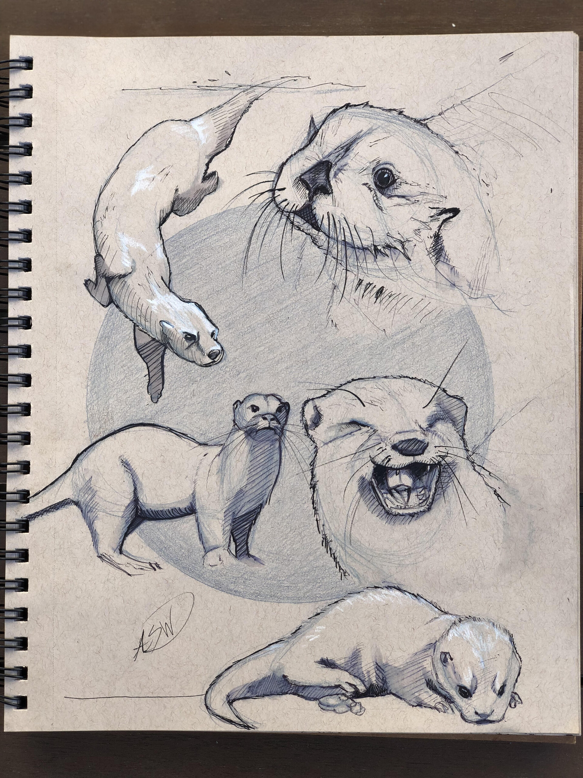 ArtStation San Diego Zoo Animal Studies