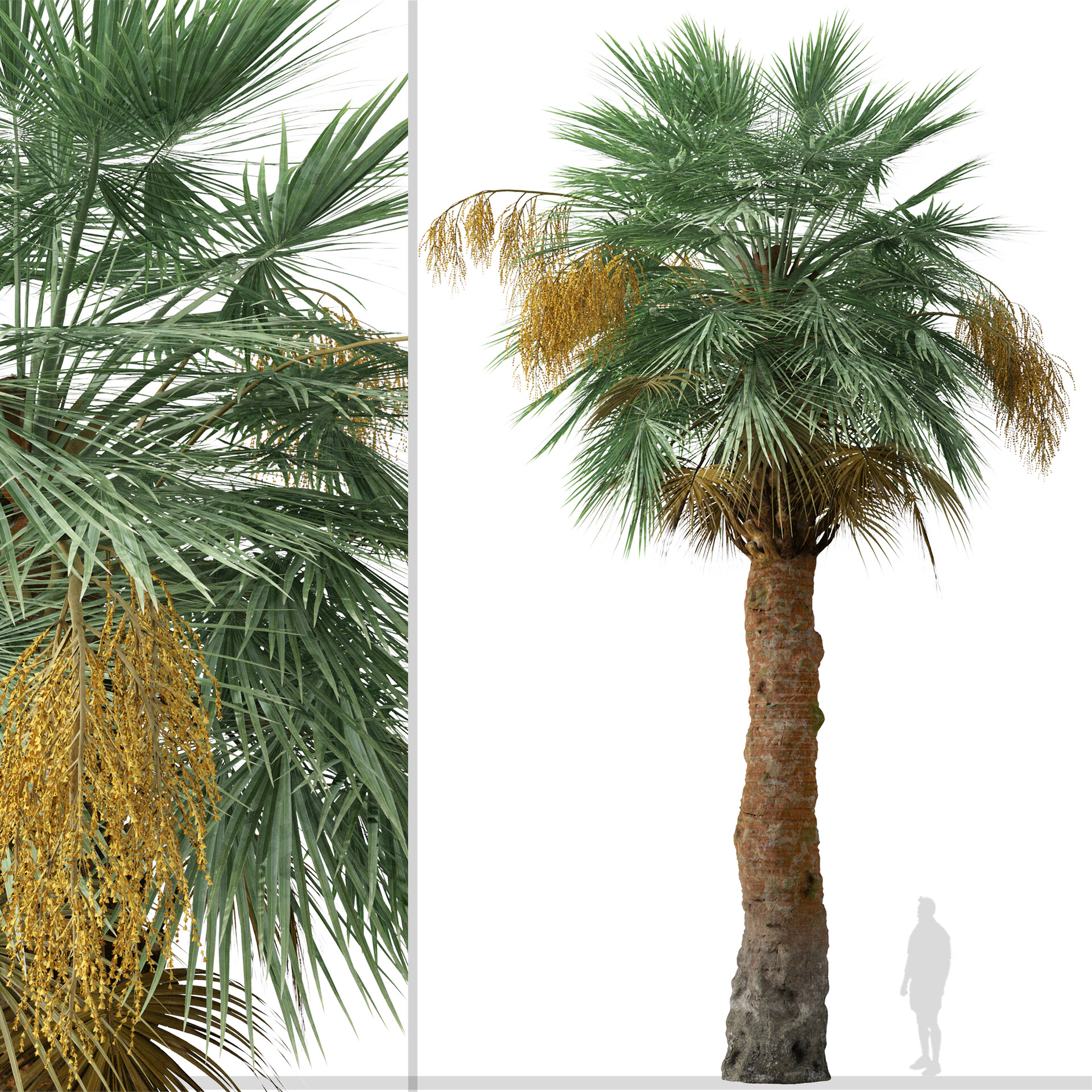 Moonik Office Set of Guadalupe palm Tree Brahea edulis 2 Trees