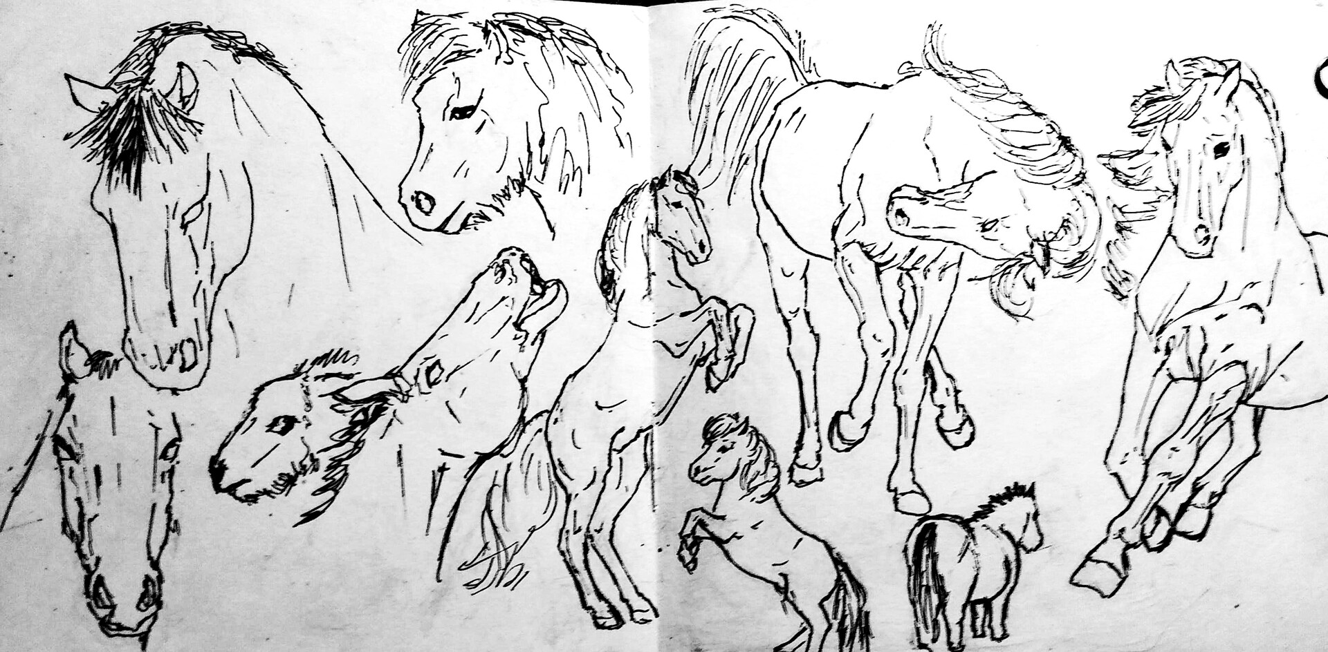 Artstation Horse Sketches