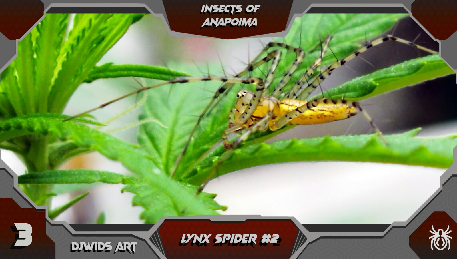 Lynx Spider Photography with Layout for an NFT Collection, created to fund a Tropical Dry Forest Conservation Program