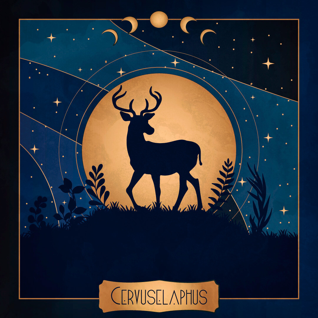 Deer