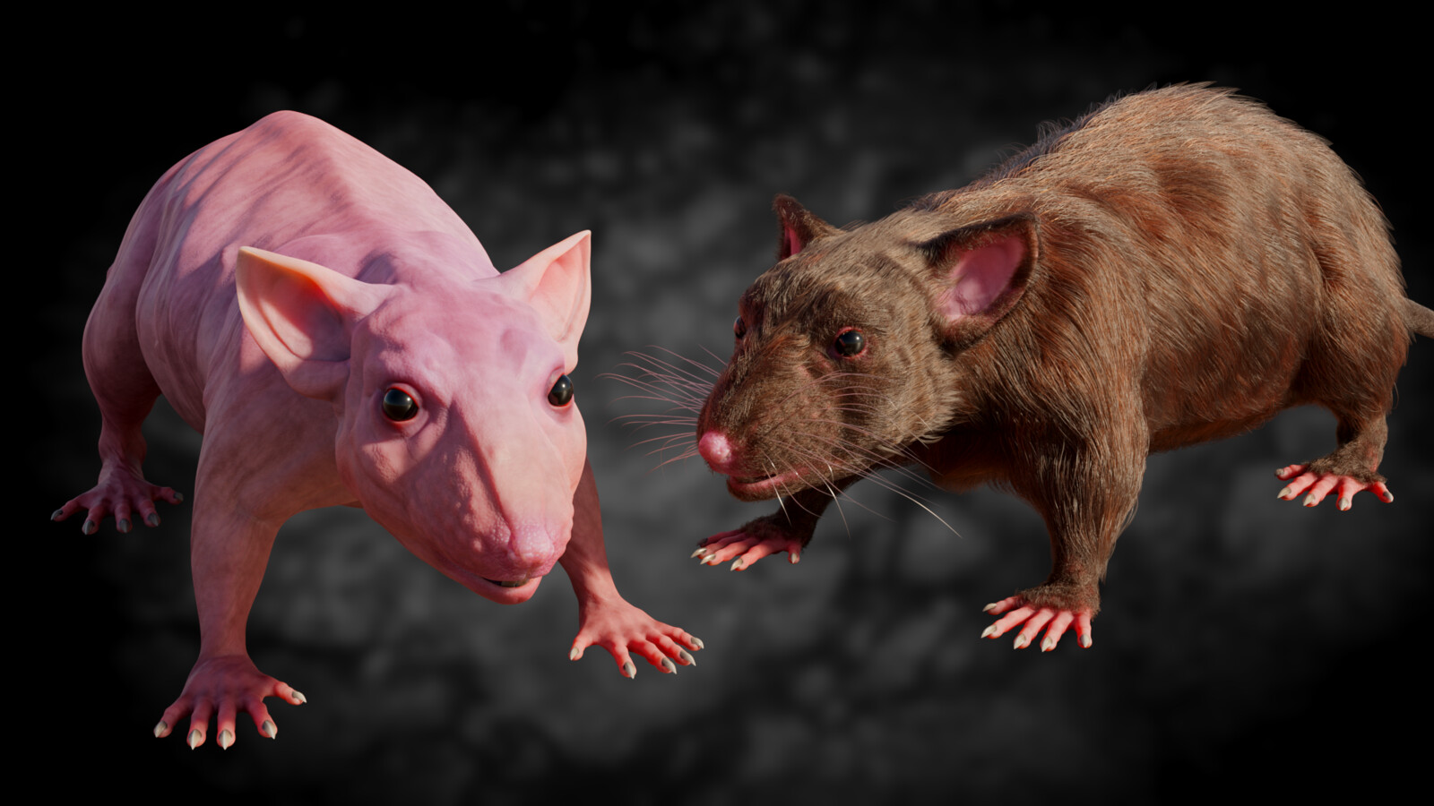 Rat - new pers for my prj.
