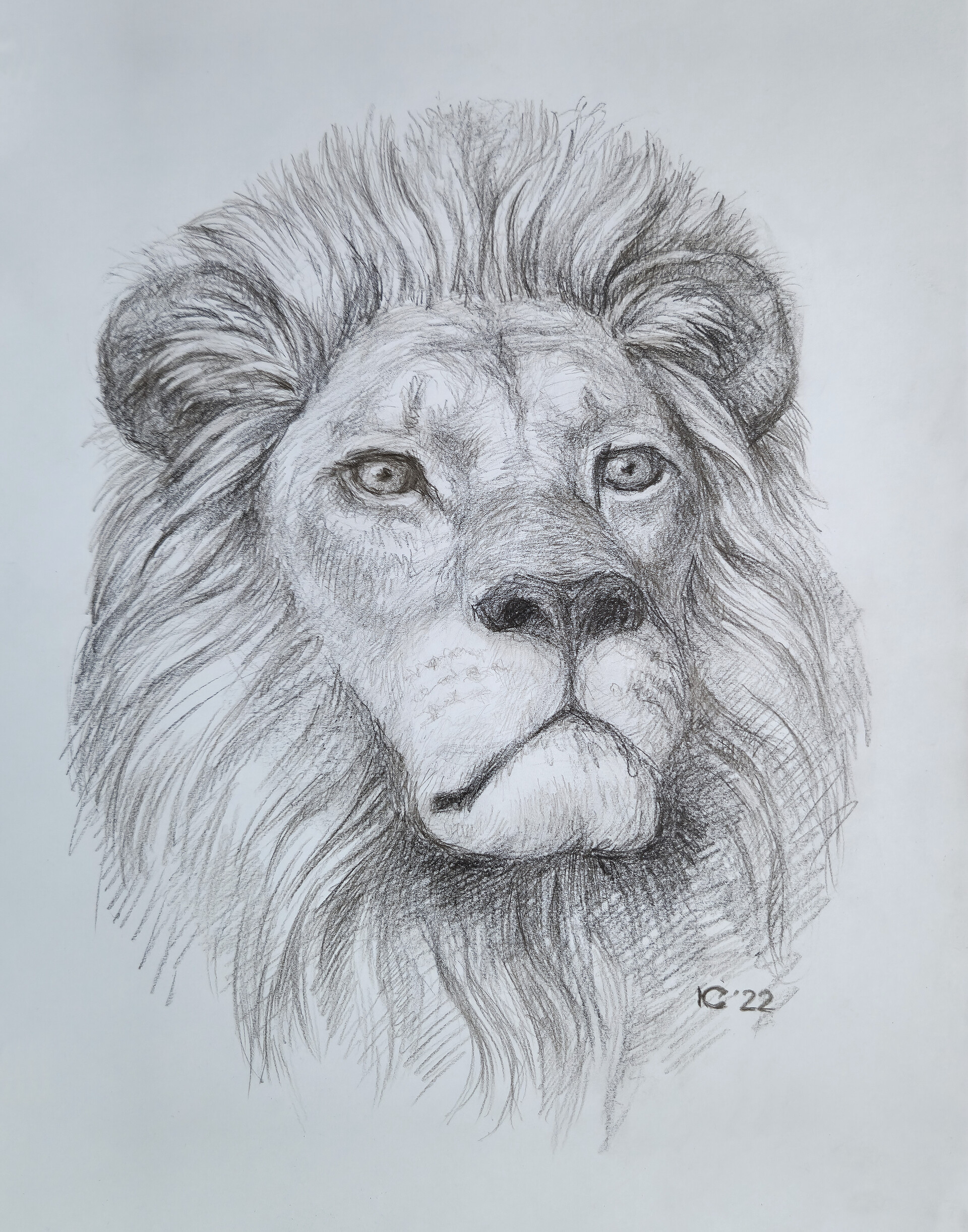 Cool Lion Drawings