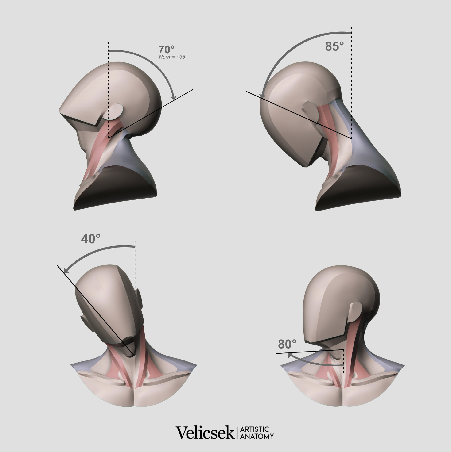 Gusztav Velicsek Main shapes & Muscles of the Neck