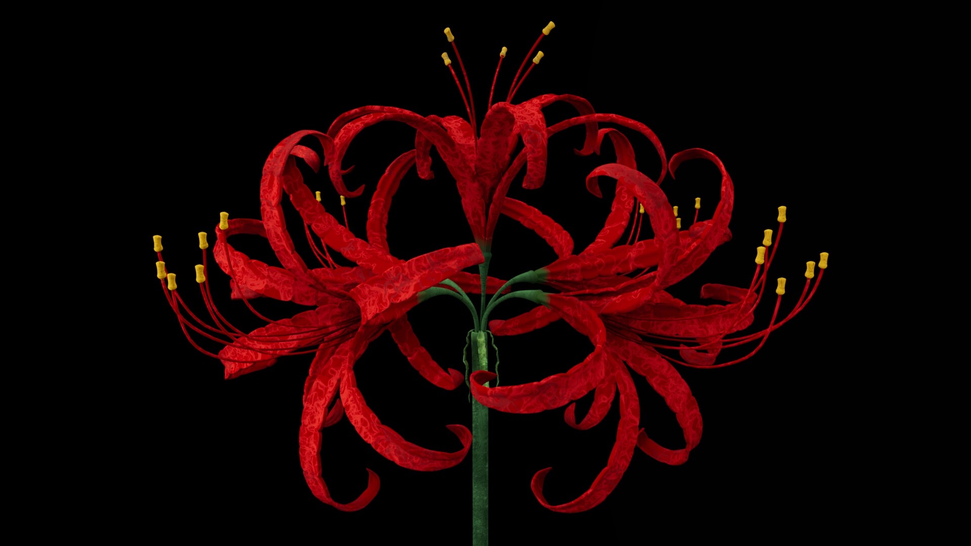 Melisa Spiderlily 3d Model