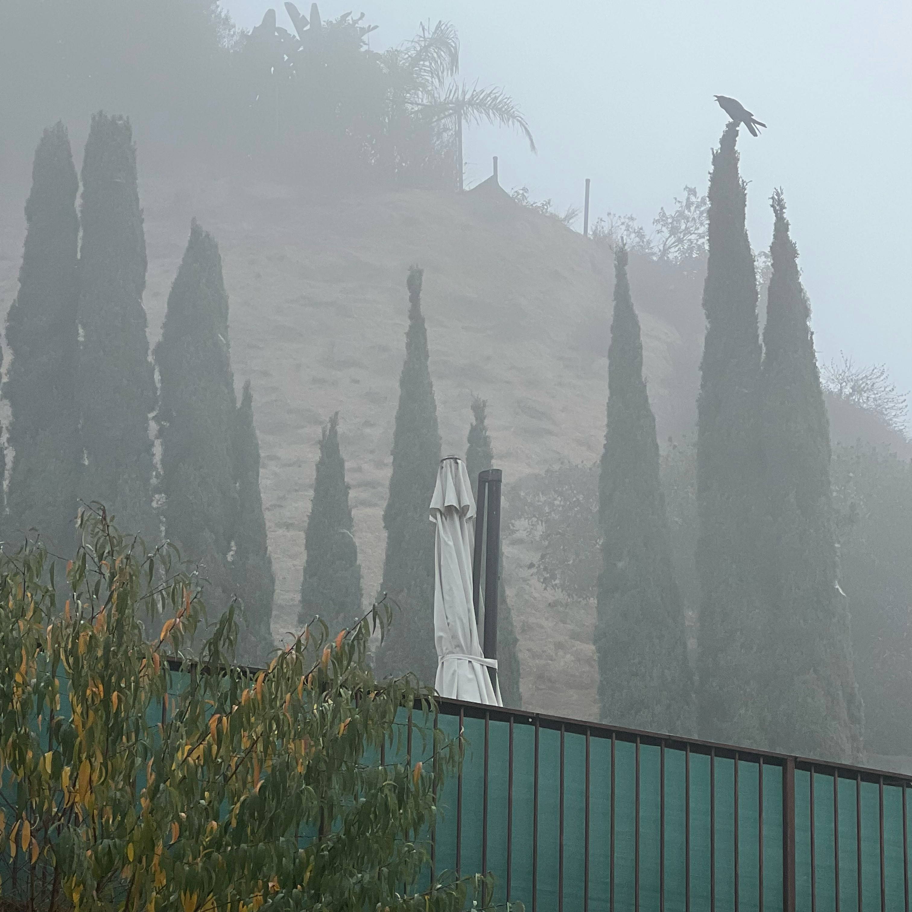 Photograph of crows in the Hollywood Hills