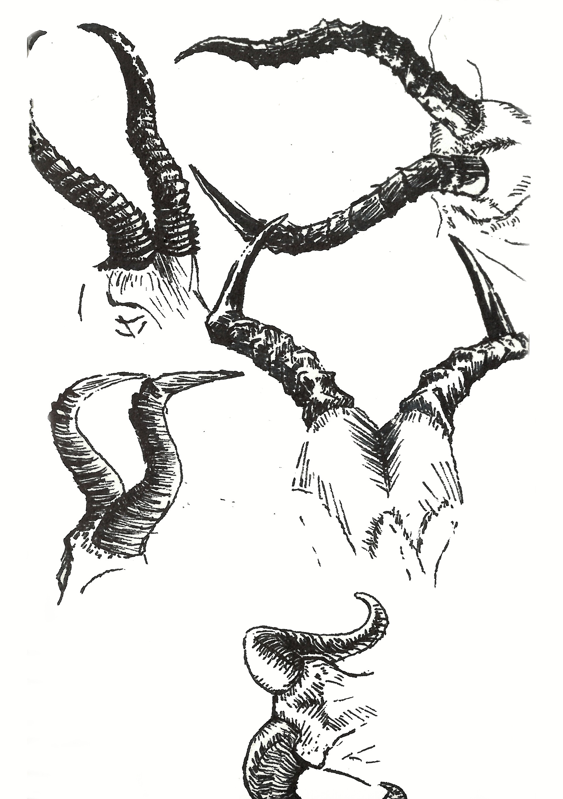 Zac Peterson Horns Study